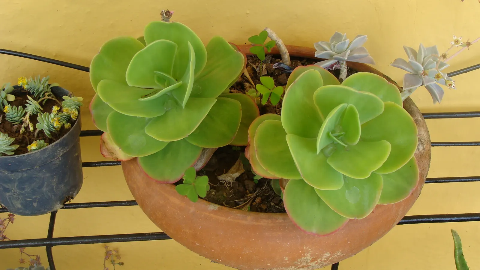 Pig's Ear (Cotyledon Orbiculata Var. Oblonga) — Note its late summer bell-shaped, orange flowers which attract pollinators