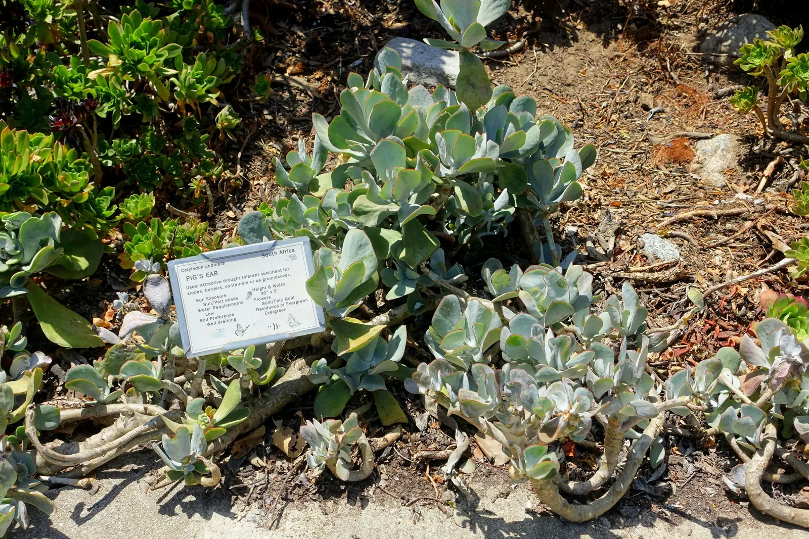 Pig's Ear (Cotyledon Orbiculata Var. Oblonga) — Ideal for xeriscaping, it requires minimal water, flourishing in well-draining soil