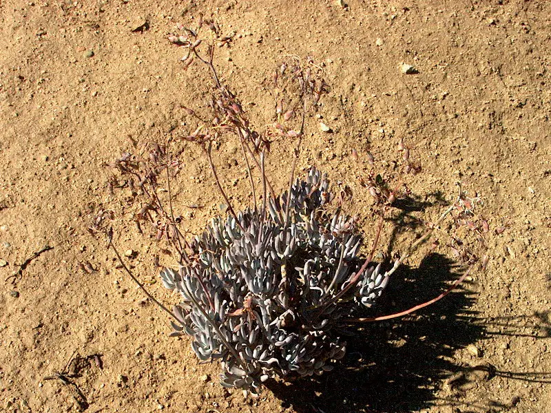 Pig's Ear (Cotyledon Orbiculata Var. Oblonga) — adds sculptural elegance with its finger-like