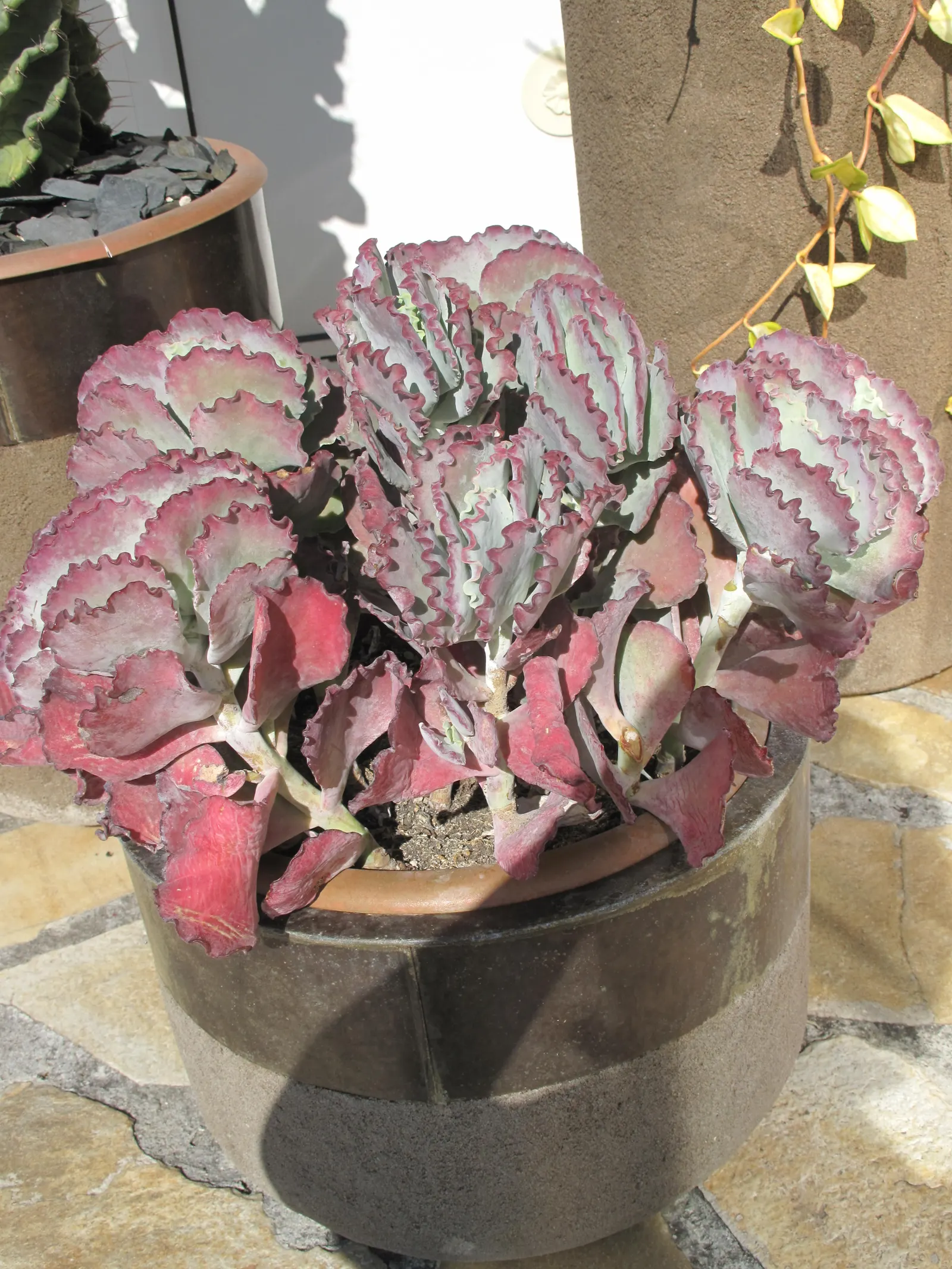 Pig's Ear (Cotyledon Orbiculata Var. Oblonga) — This drought-resistant perennial reaches up to 12-18 inches tall and spreads about 24 inches wide