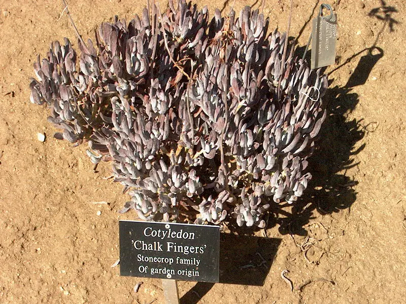 Pig's Ear (Cotyledon Orbiculata Var. Oblonga) — and less during the cooler months when the plant is dormant
