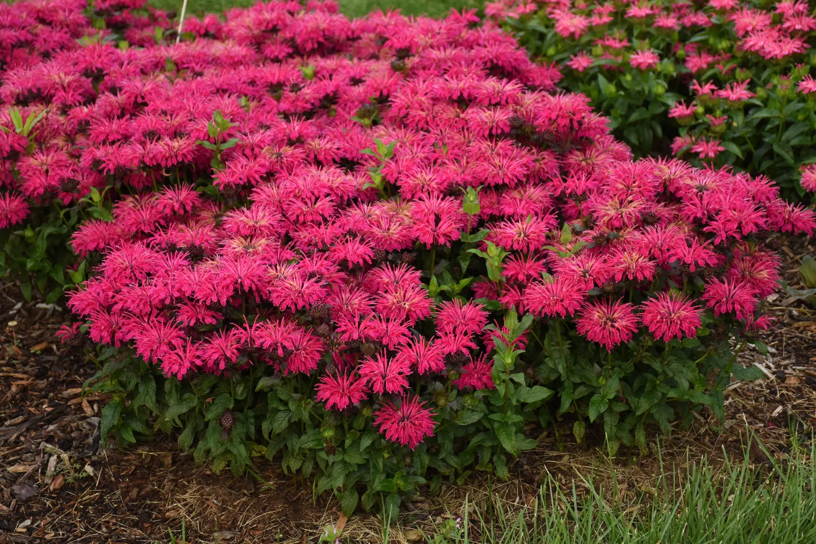 'Leading Lady Razzberry' Bee Balm (Monarda hybrid) — The Monarda hybrid 'Leading Lady Razzberry' is a compact bee balm with fragrant