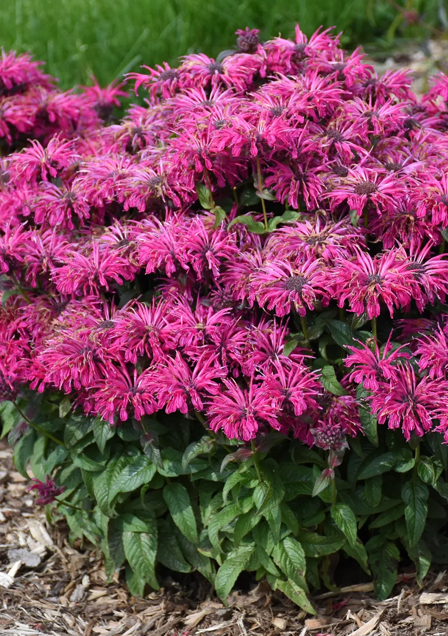 'Leading Lady Razzberry' Bee Balm (Monarda hybrid) — bright raspberry-purple blooms over fresh green foliage