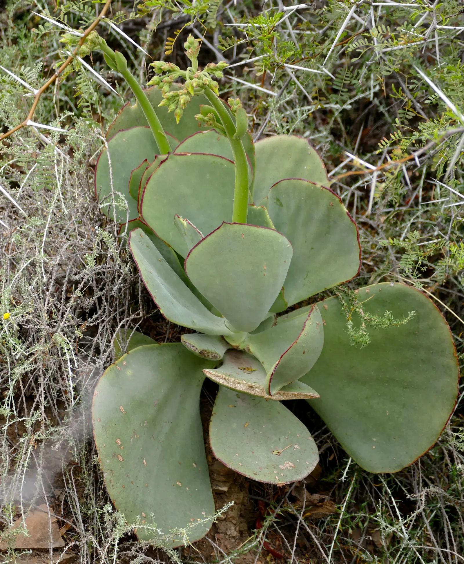 Pig's Ear (Cotyledon Orbiculata) — gray-green leaves with a red margin; hence the common name.<br><br>The leaves emerge from stout stems, image 83