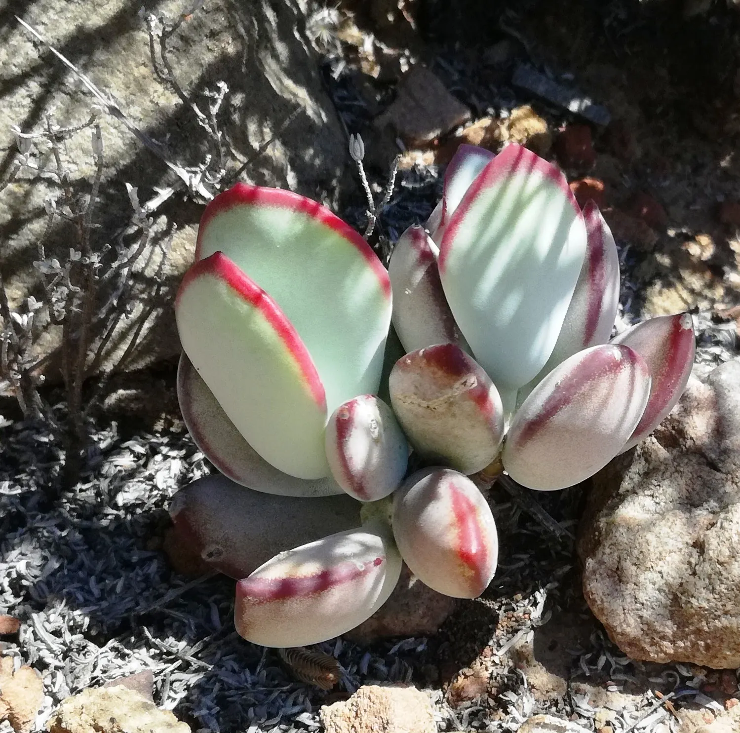 Pig's Ear (Cotyledon Orbiculata) — it grows up to 24 inches tall and sports bell-shaped orange-red flowers on stalks in summer; including bees and