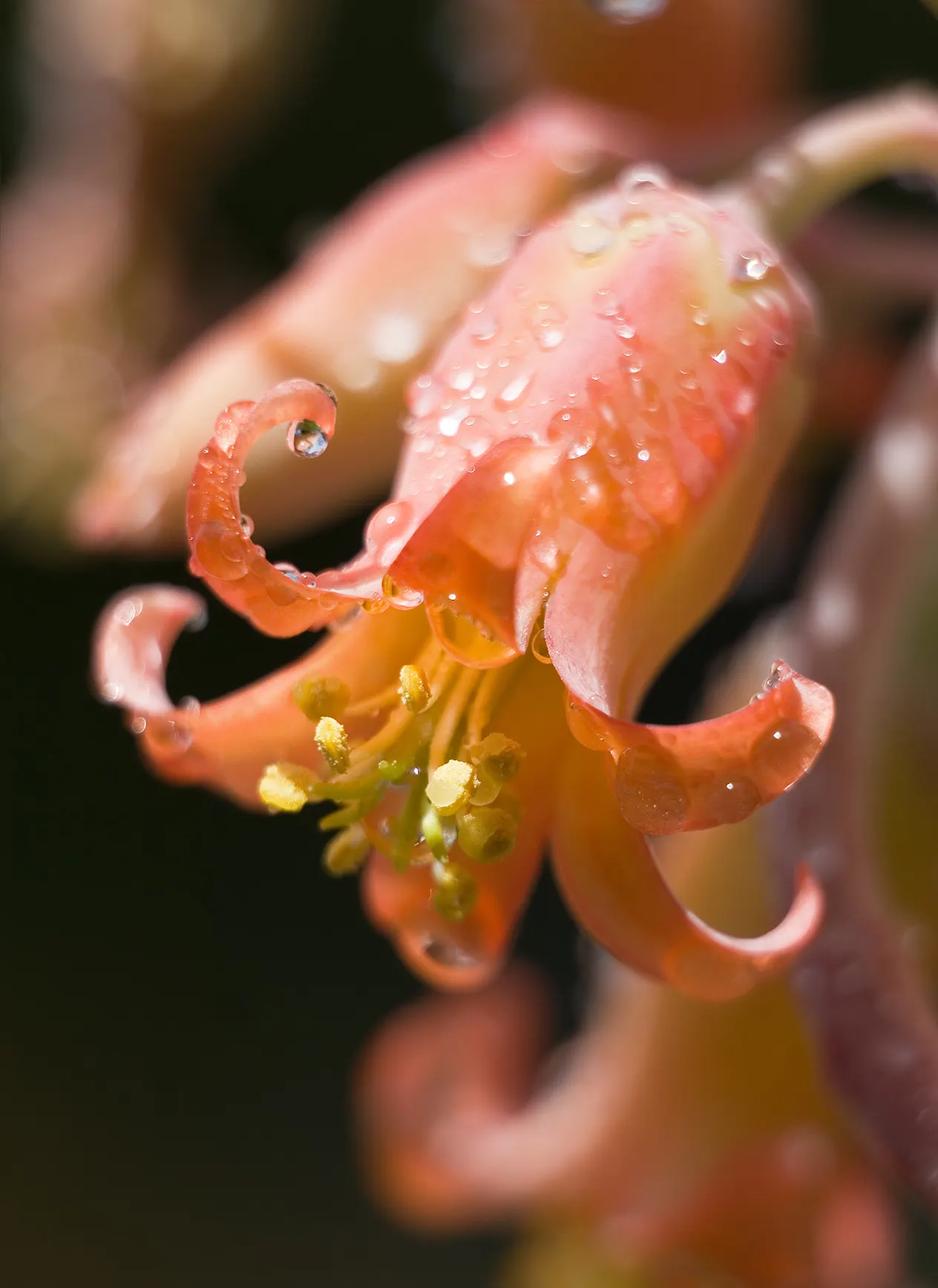 Pig's Ear (Cotyledon Orbiculata) — It thrives in USDA zones 9-11, requiring well-draining soil and full sun to partial shade; orange flowers in the garden