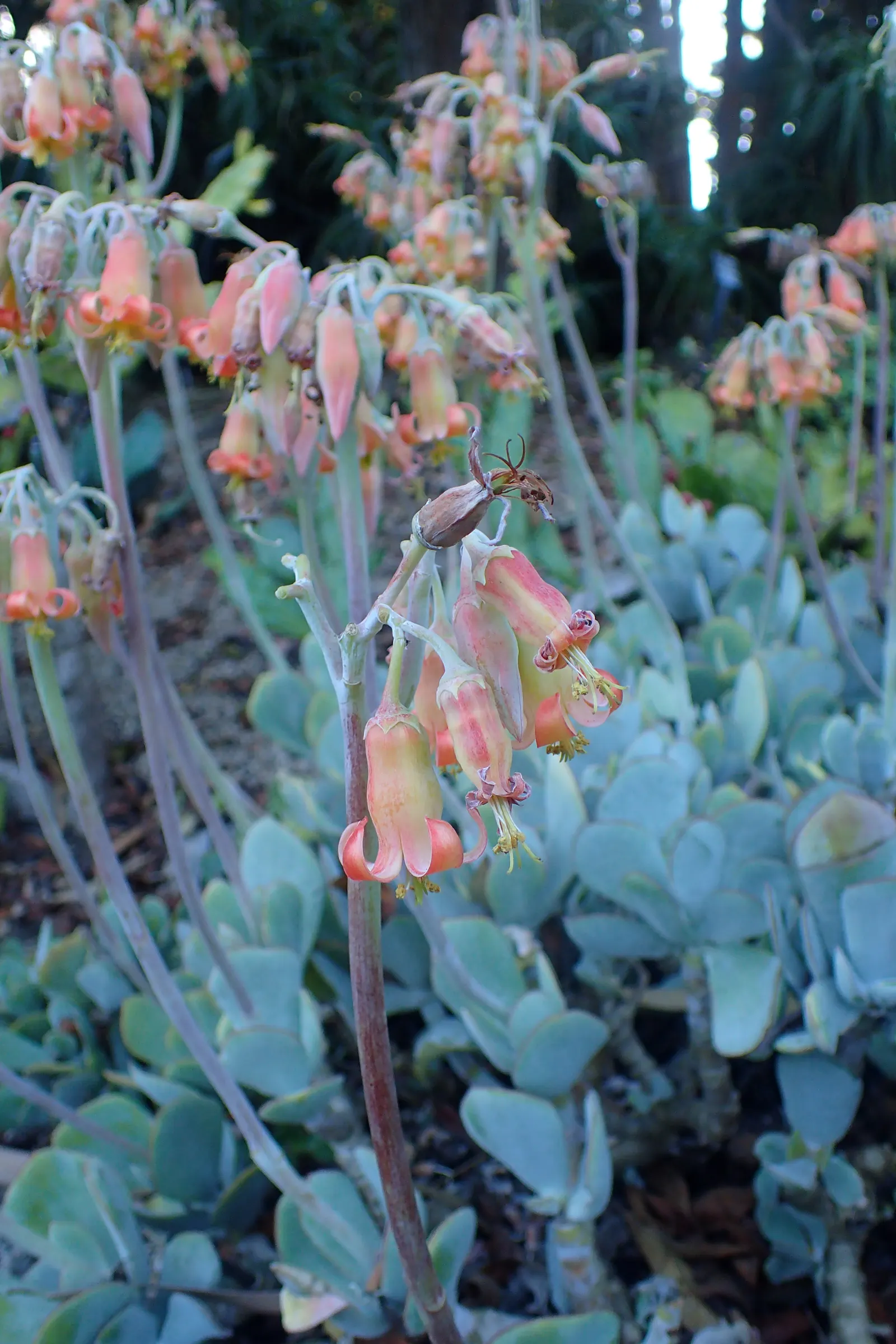 Pig's Ear (Cotyledon Orbiculata) — These silver-gray leaves are often edged with a red margin