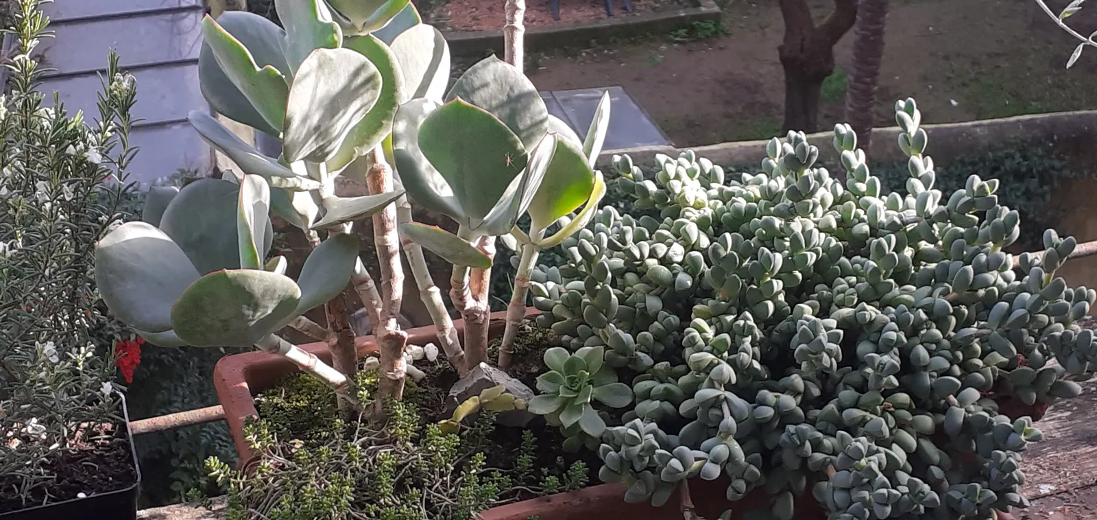 Pig's Ear (Cotyledon Orbiculata) — gray-green leaves with a red margin; hence the common name.<br><br>The leaves emerge from stout stems, image 110