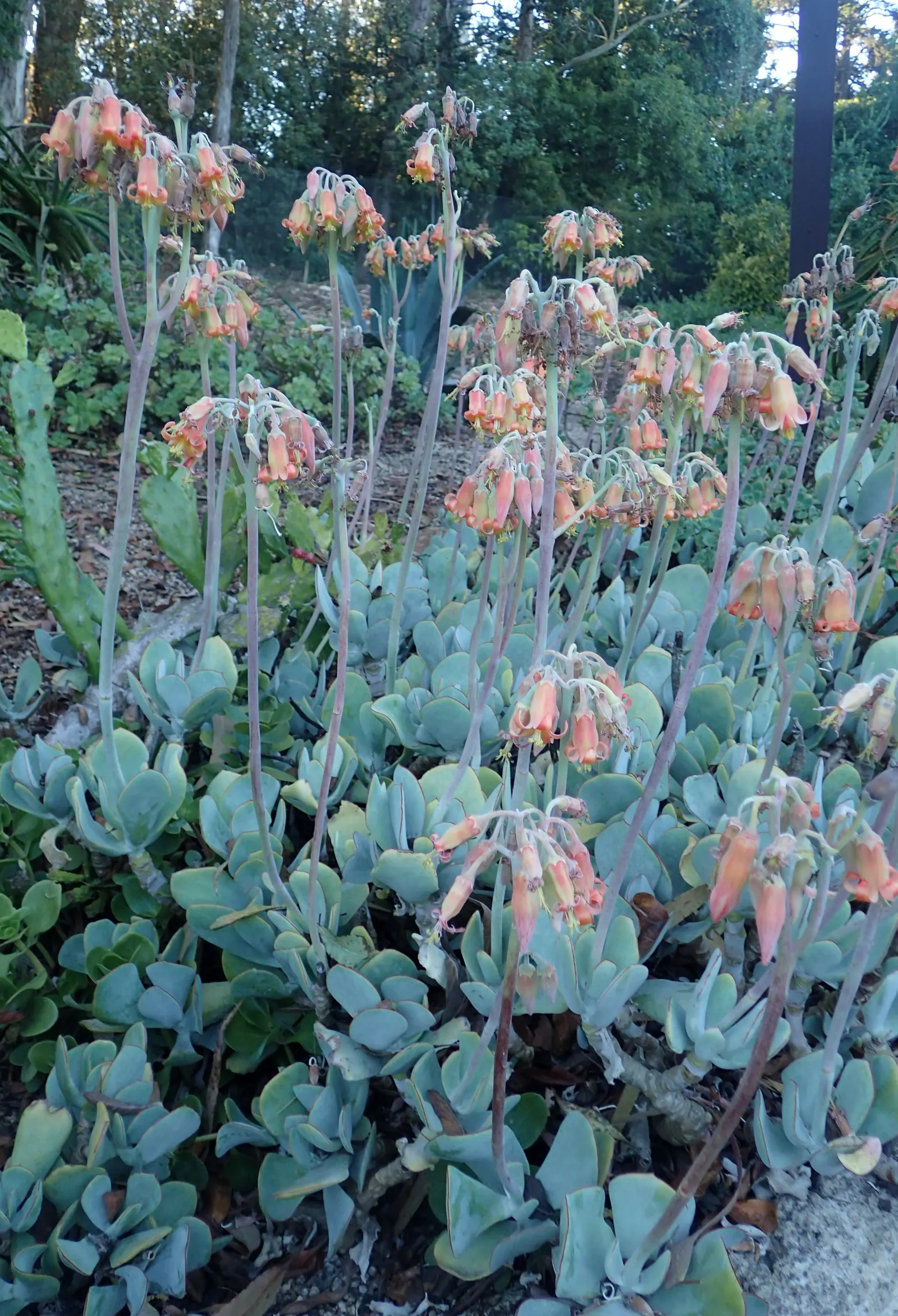 Pig's Ear (Cotyledon Orbiculata) — hence the common name.<br><br>The leaves emerge from stout stems; it requires well-draining soil and thrives in, image 92
