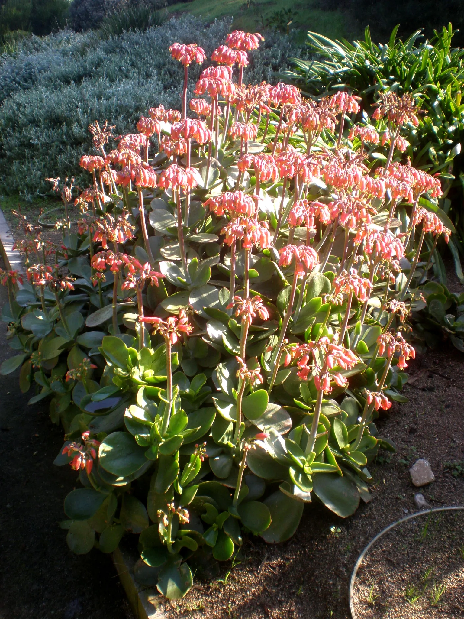 Pig's Ear (Cotyledon Orbiculata) — Cotyledon orbiculata, commonly known as Pig's Ear, is a distinctive succulent plant native to South Africa