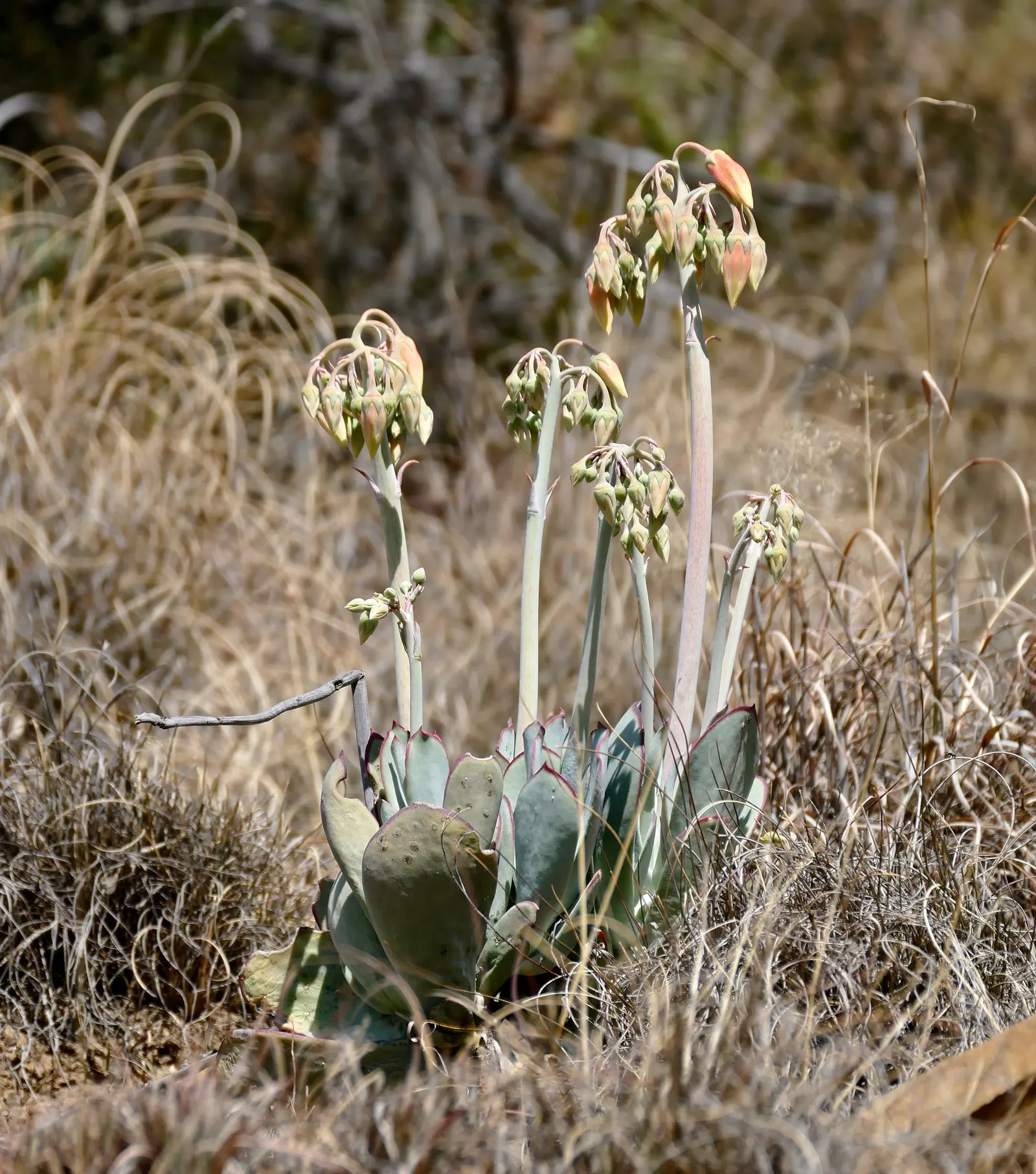 Pig's Ear (Cotyledon Orbiculata) — Perfect for xeriscaping, it adds sculptural interest to rock gardens and containers, image 32