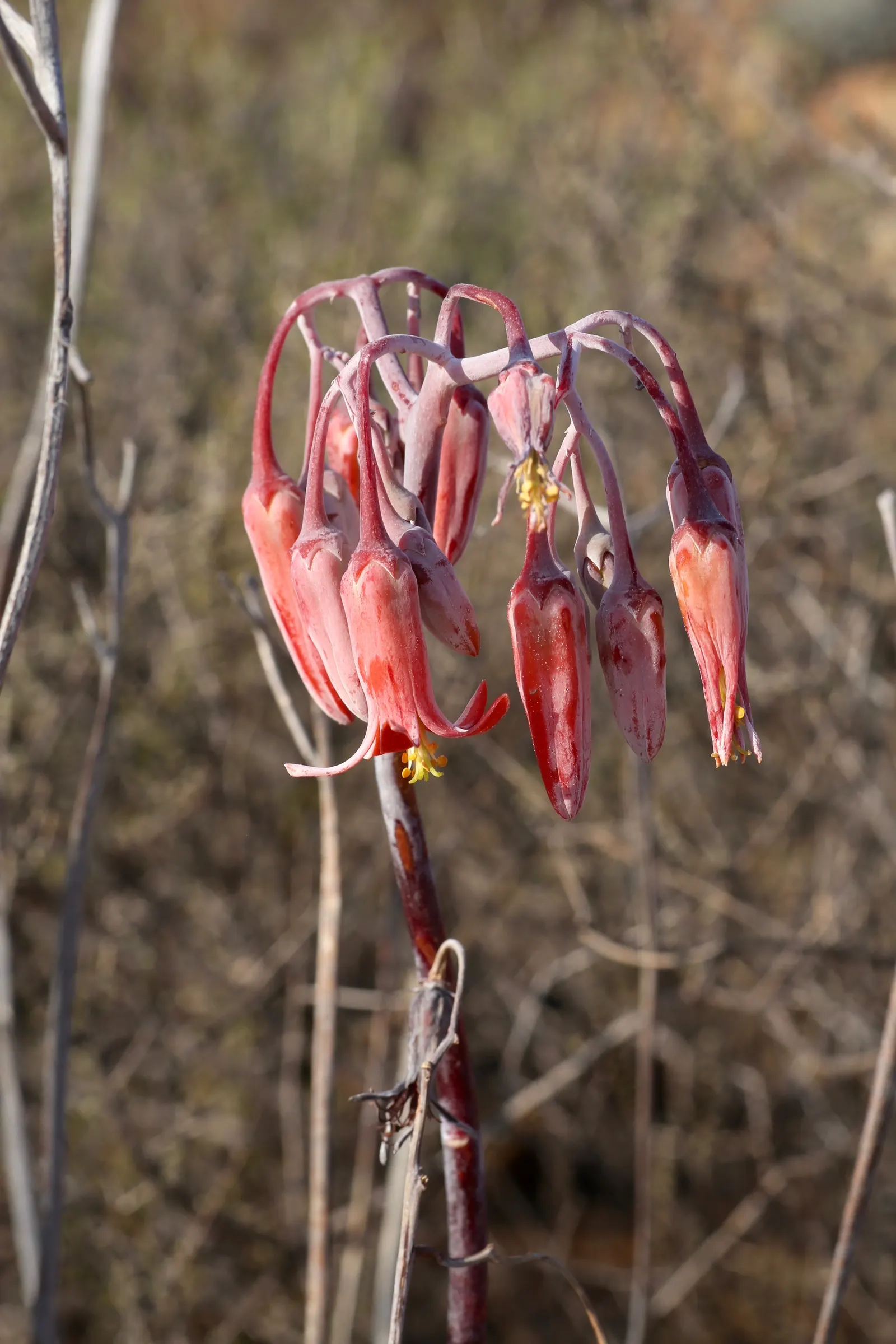Pig's Ear (Cotyledon Orbiculata) — Pig's Ear can reach heights of approximately 24 inches with a similar spread; cotyledon orbiculata is ideal for low-water