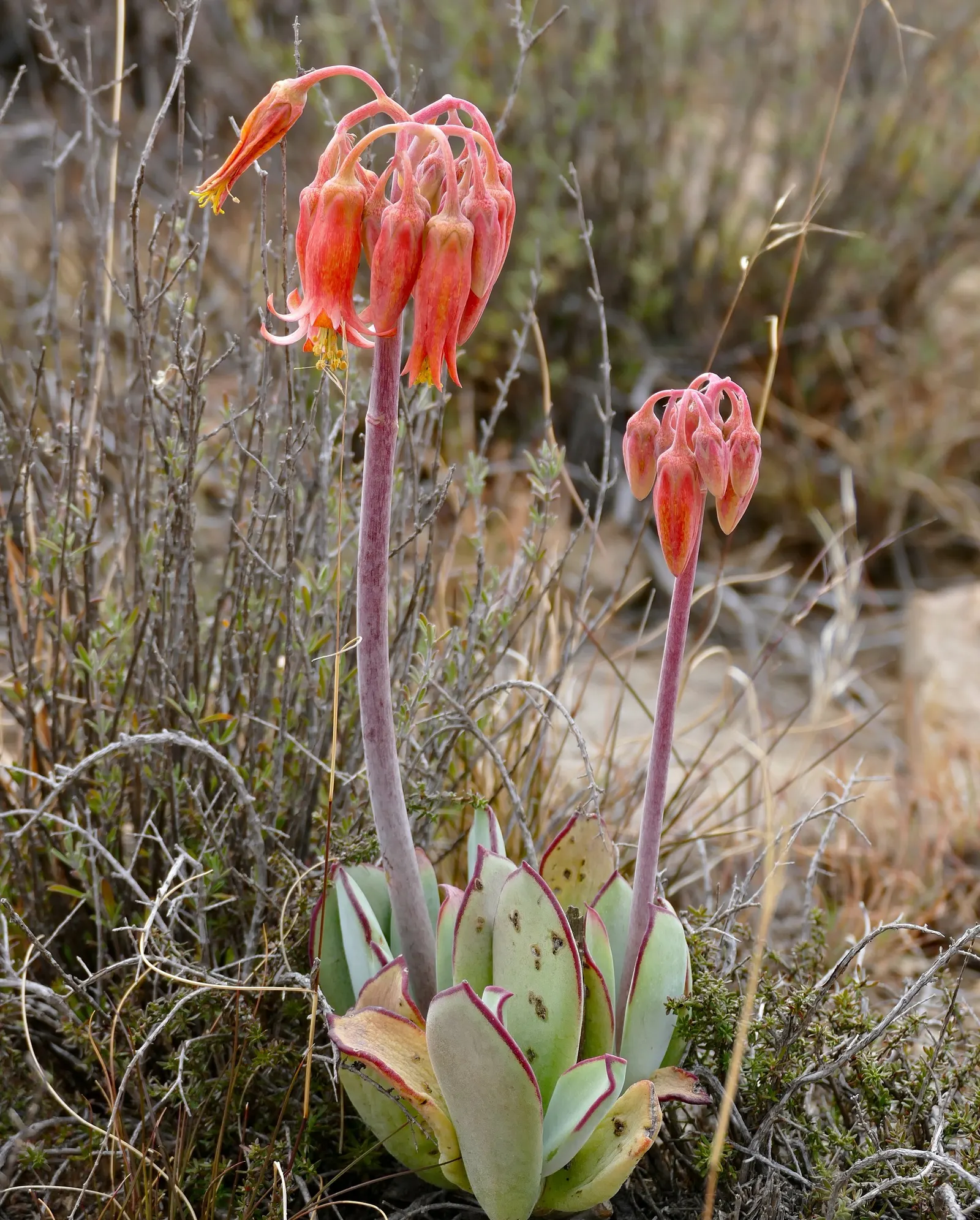 Pig's Ear (Cotyledon Orbiculata) — hence the common name.<br><br>The leaves emerge from stout stems; it requires well-draining soil and thrives in, image 65