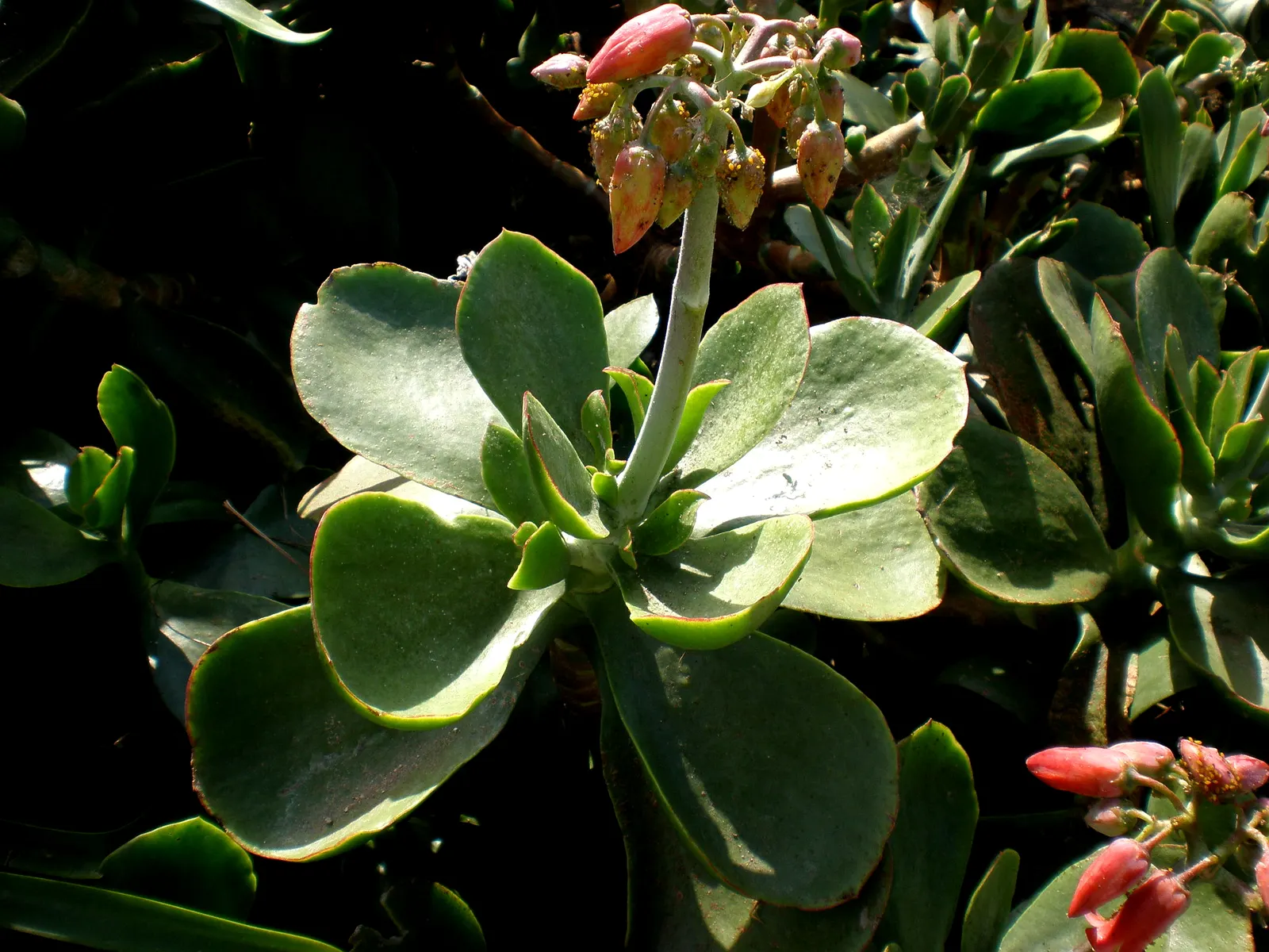 Pig's Ear (Cotyledon Orbiculata) — The flowers stand as tall as 18 inches above the foliage on erect