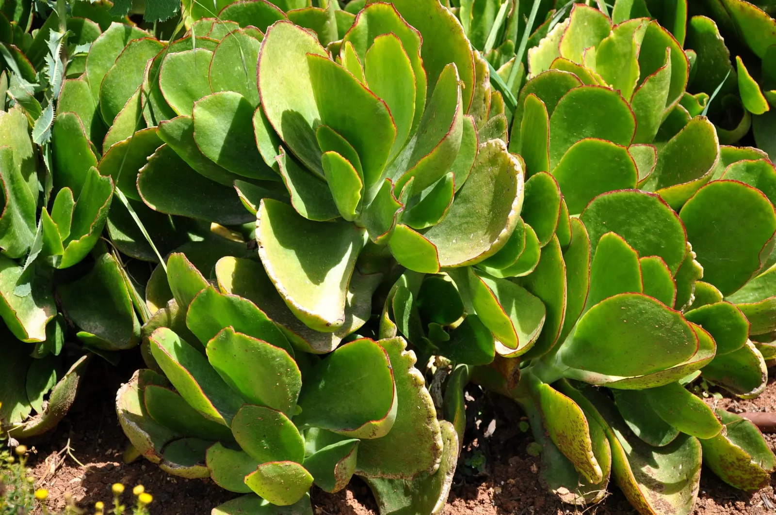 Pig's Ear (Cotyledon Orbiculata) — hence the common name.<br><br>The leaves emerge from stout stems; it requires well-draining soil and thrives in full sun to