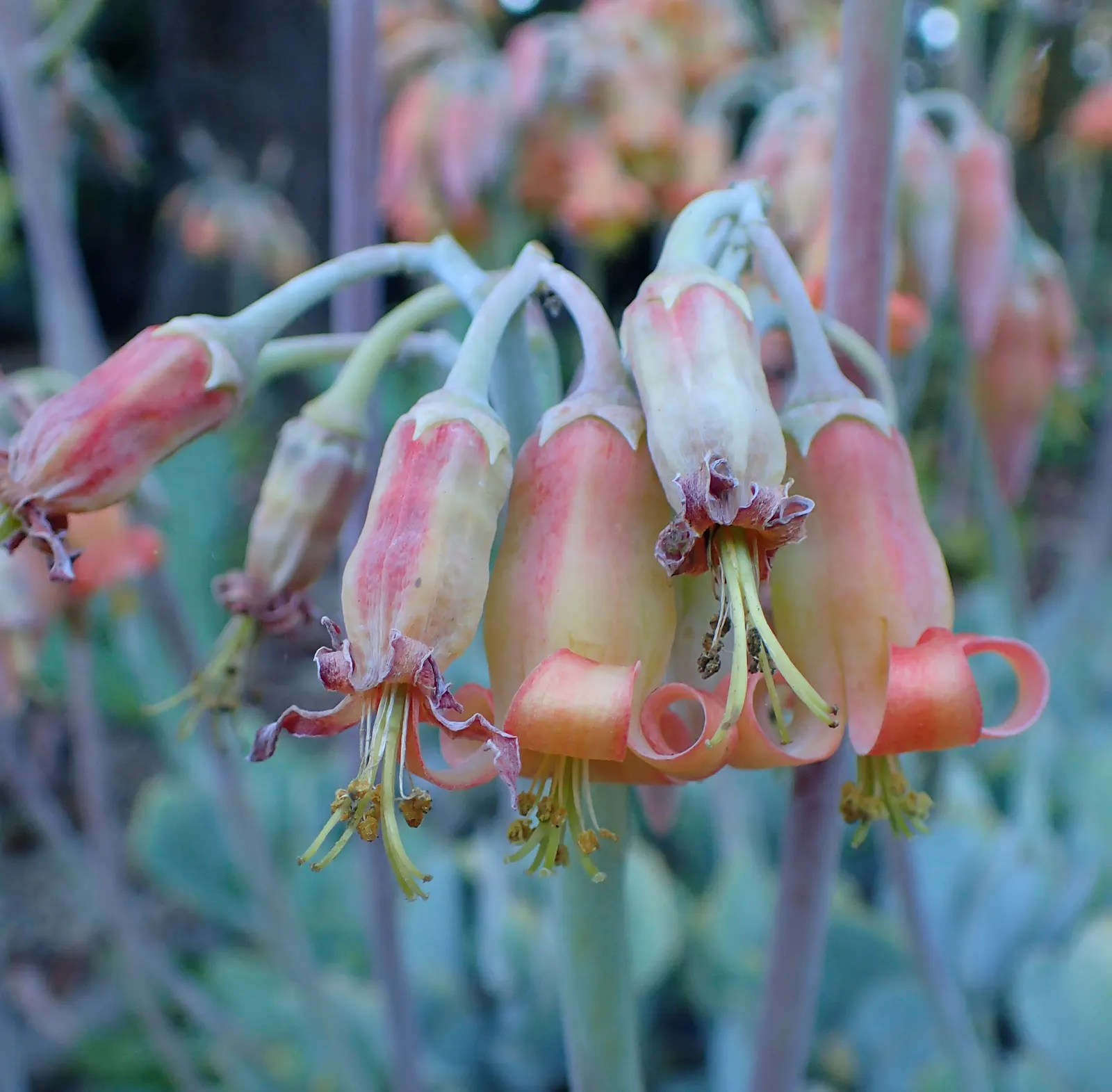 Pig's Ear (Cotyledon Orbiculata) — Cotyledon orbiculata is ideal for low-water landscaping in USDA hardiness zones 9 through 11; consider its, image 100