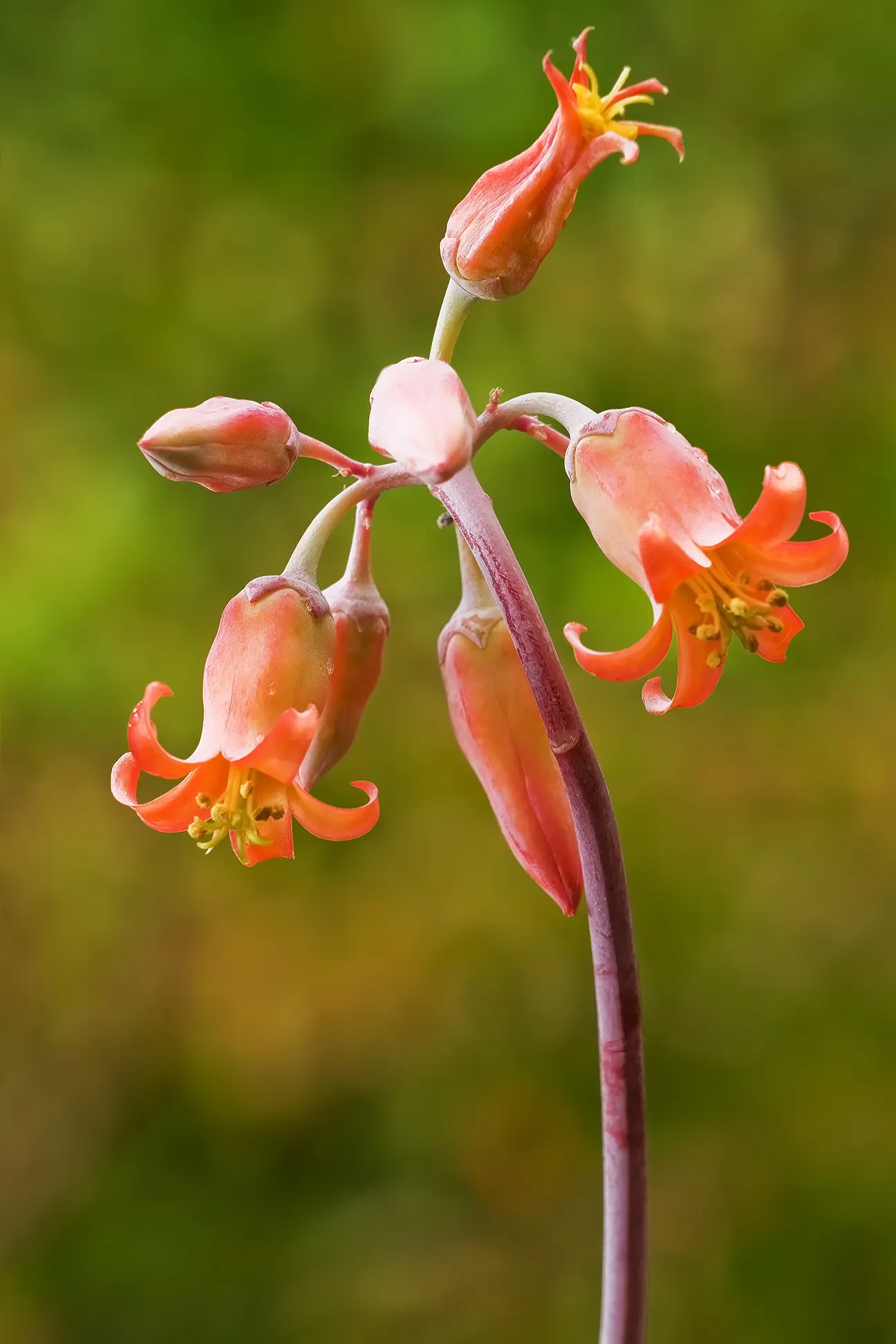 Pig's Ear (Cotyledon Orbiculata) — Cotyledon orbiculata, commonly known as Pig's Ear, is a distinctive succulent plant native to South Africa, image 87