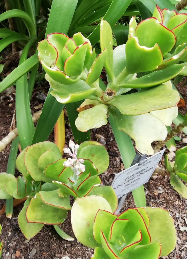 Pig's Ear (Cotyledon Orbiculata) — although it should be protected from frost to prevent damage to the succulent leaves, image 50