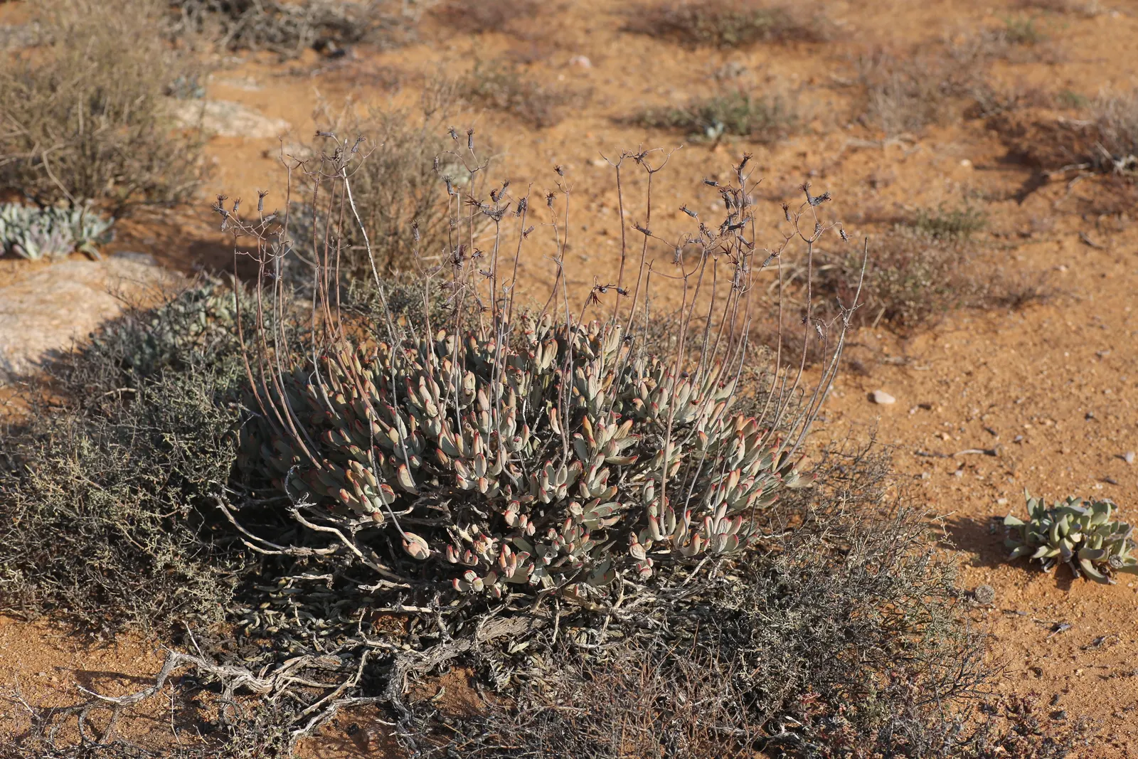 Pig's Ear (Cotyledon Orbiculata) — providing spectacular contrasts against the foliage; when incorporating Pig's Ear into a landscape design