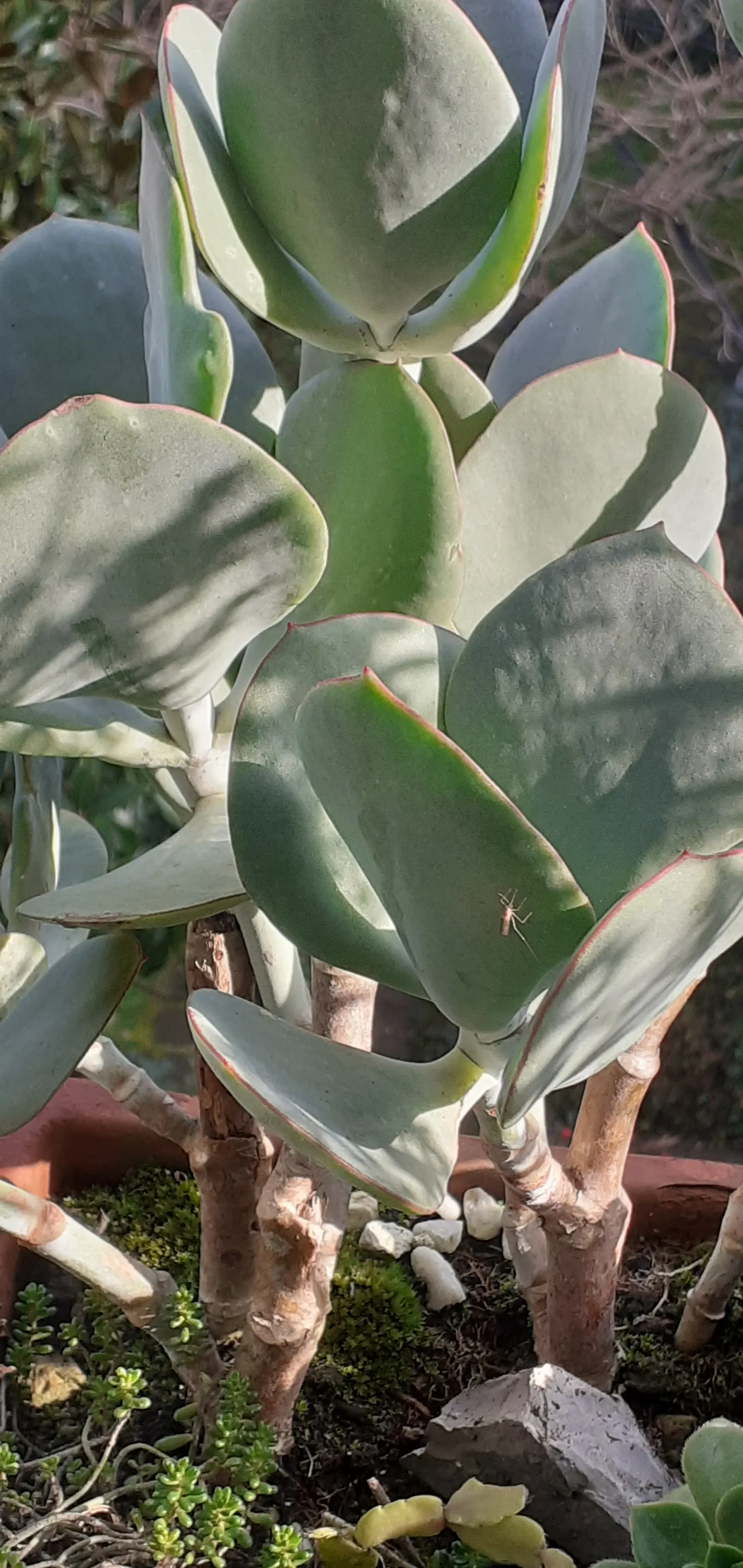 Pig's Ear (Cotyledon Orbiculata) — It requires well-draining soil and thrives in full sun to partial shade