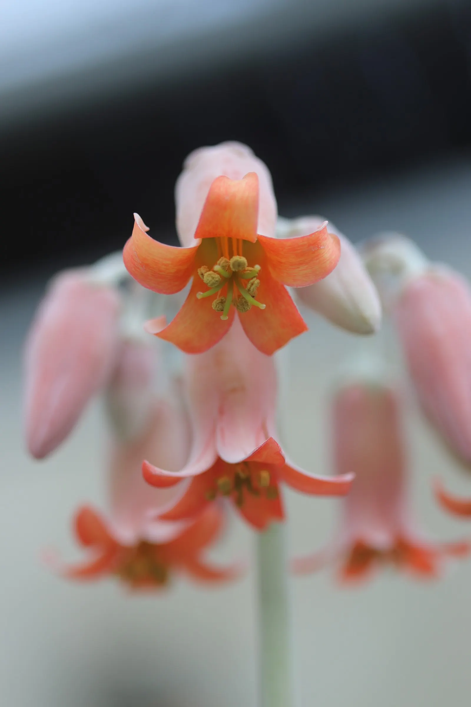 Pig's Ear (Cotyledon Orbiculata) — Pig's Ear can reach heights of approximately 24 inches with a similar spread; cotyledon orbiculata is ideal for, image 61