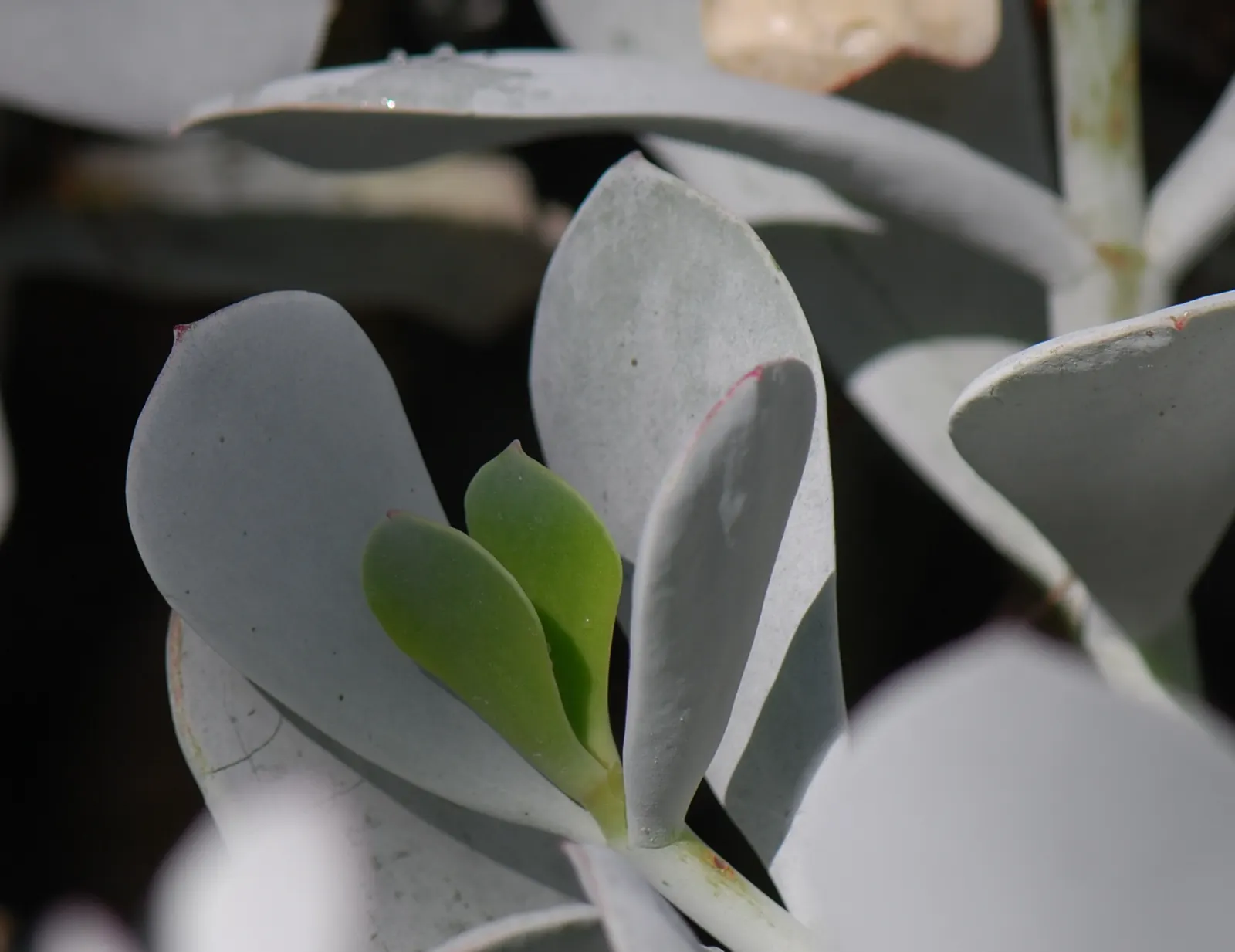 Pig's Ear (Cotyledon Orbiculata) — including bees and hummingbirds.<br><br>As a drought-tolerant plant; providing spectacular contrasts against the, image 99