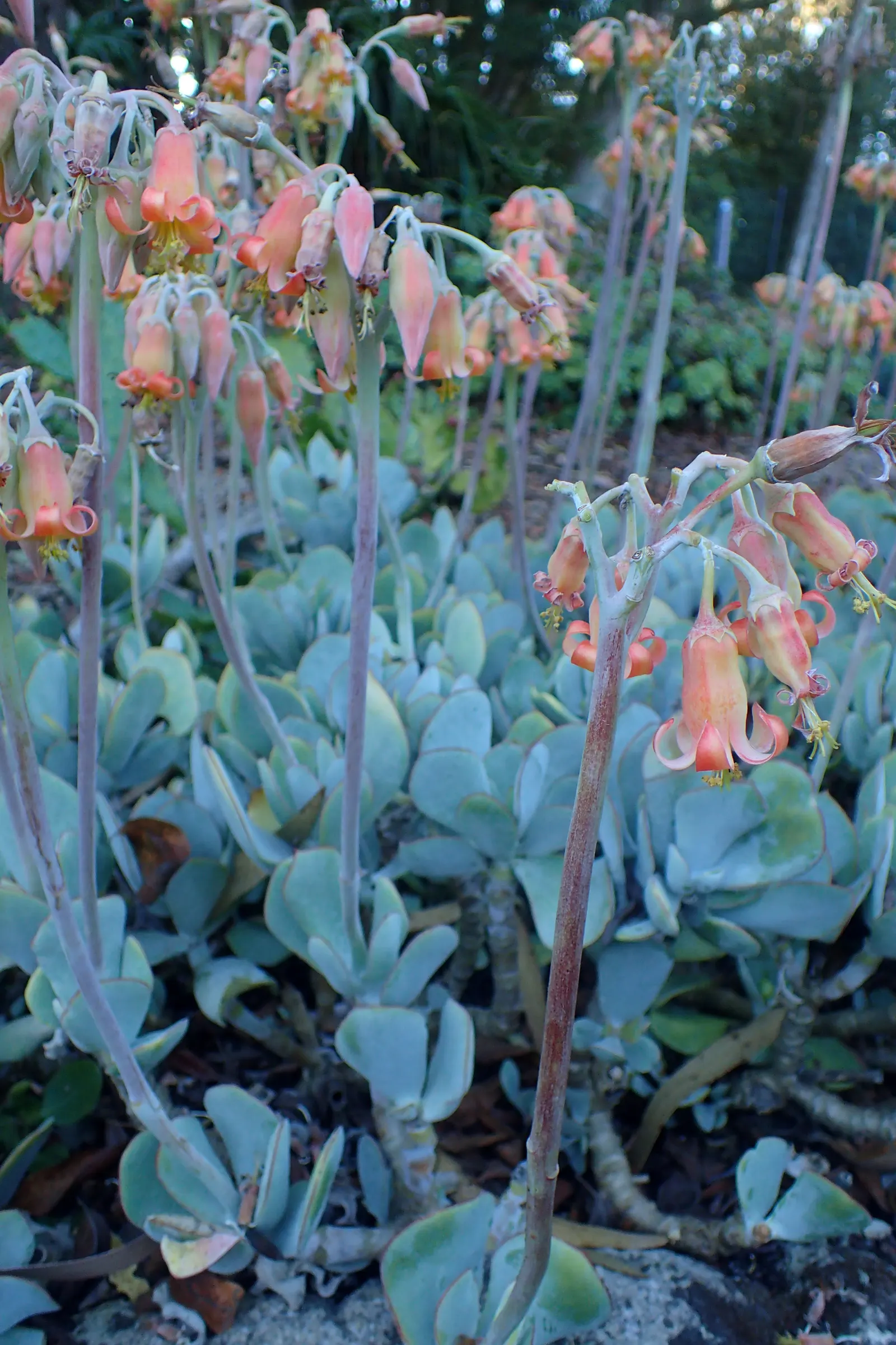 Pig's Ear (Cotyledon Orbiculata) — although it should be protected from frost to prevent damage to the succulent leaves, image 77