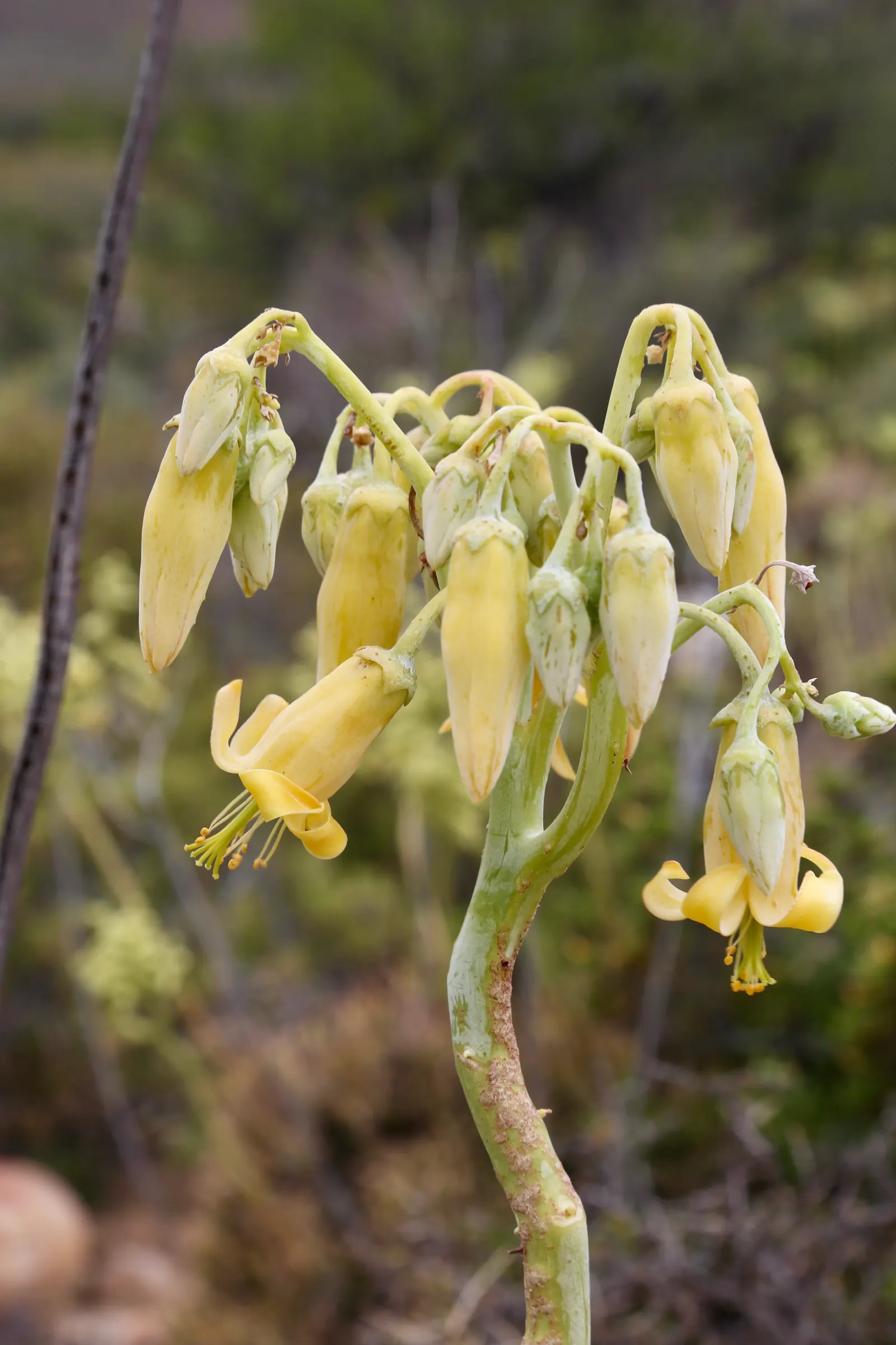Pig's Ear (Cotyledon Orbiculata) — consider its ability to add year-round interest with minimal maintenance; the flowers stand as tall as 18 inches above the