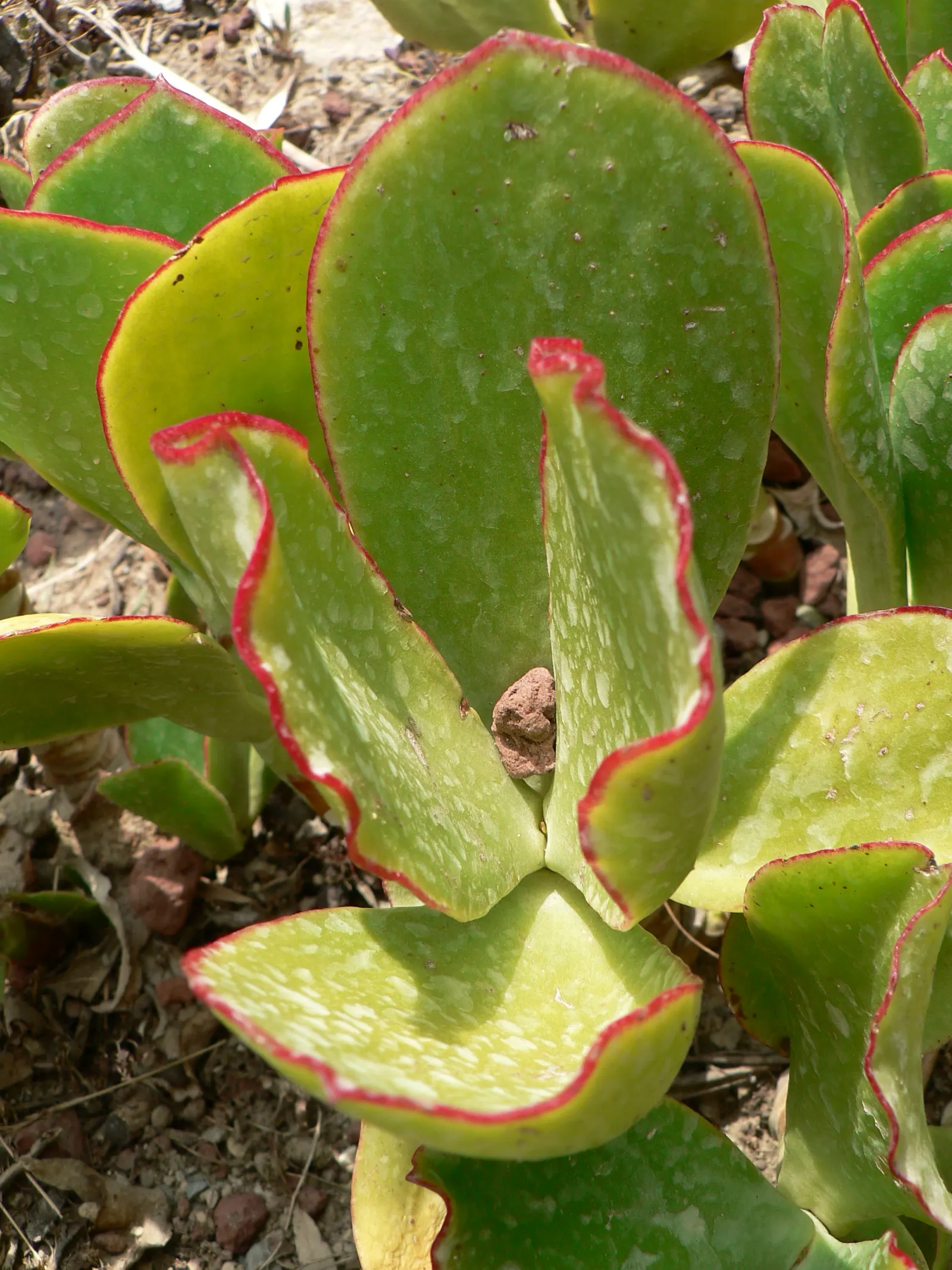 Pig's Ear (Cotyledon Orbiculata) — oval-shaped leaves that grow to about 4 to 6 inches long; succulent with orange blooms, image 89
