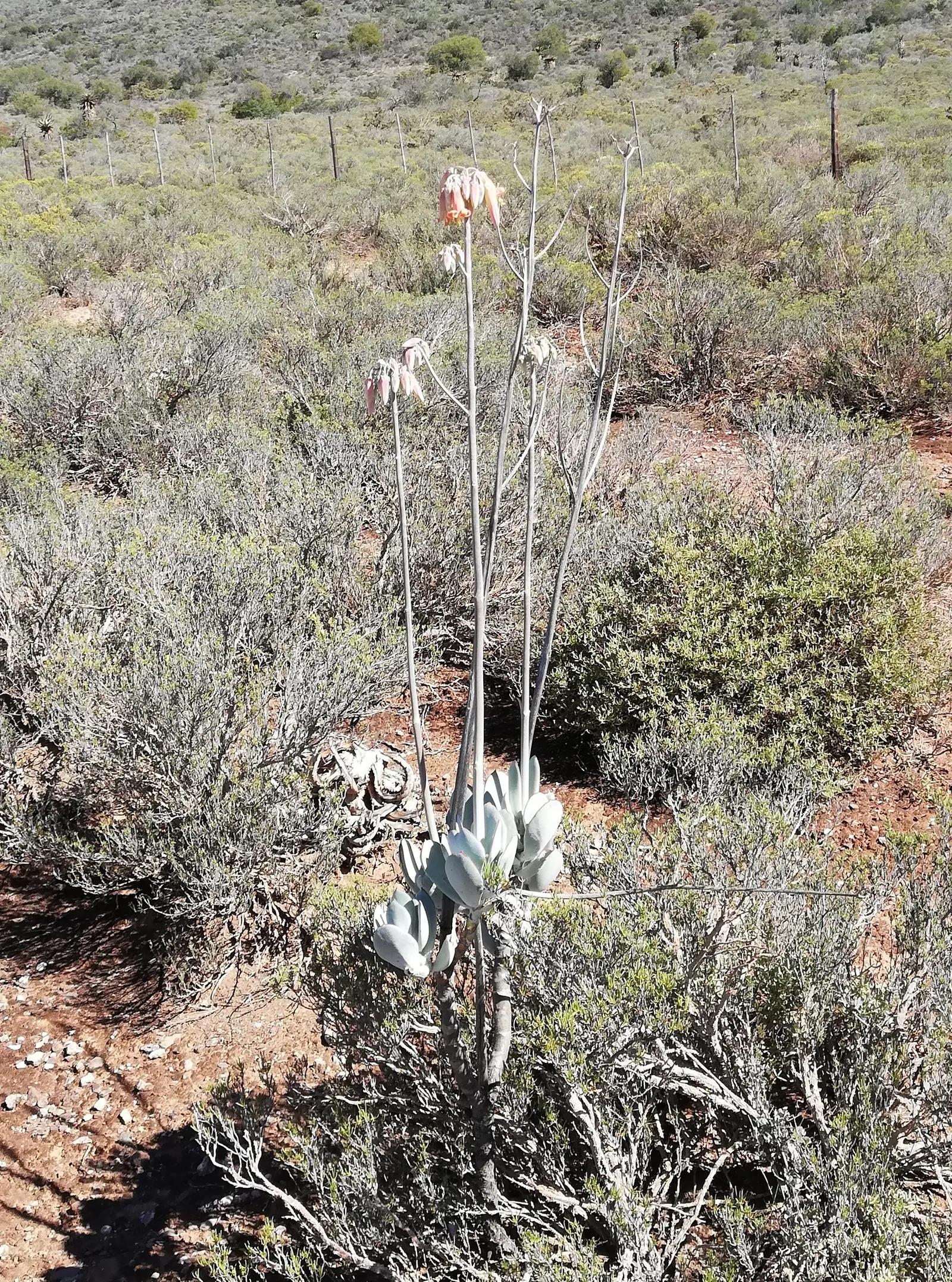 Pig's Ear (Cotyledon Orbiculata) — Perfect for xeriscaping, it adds sculptural interest to rock gardens and containers, image 113