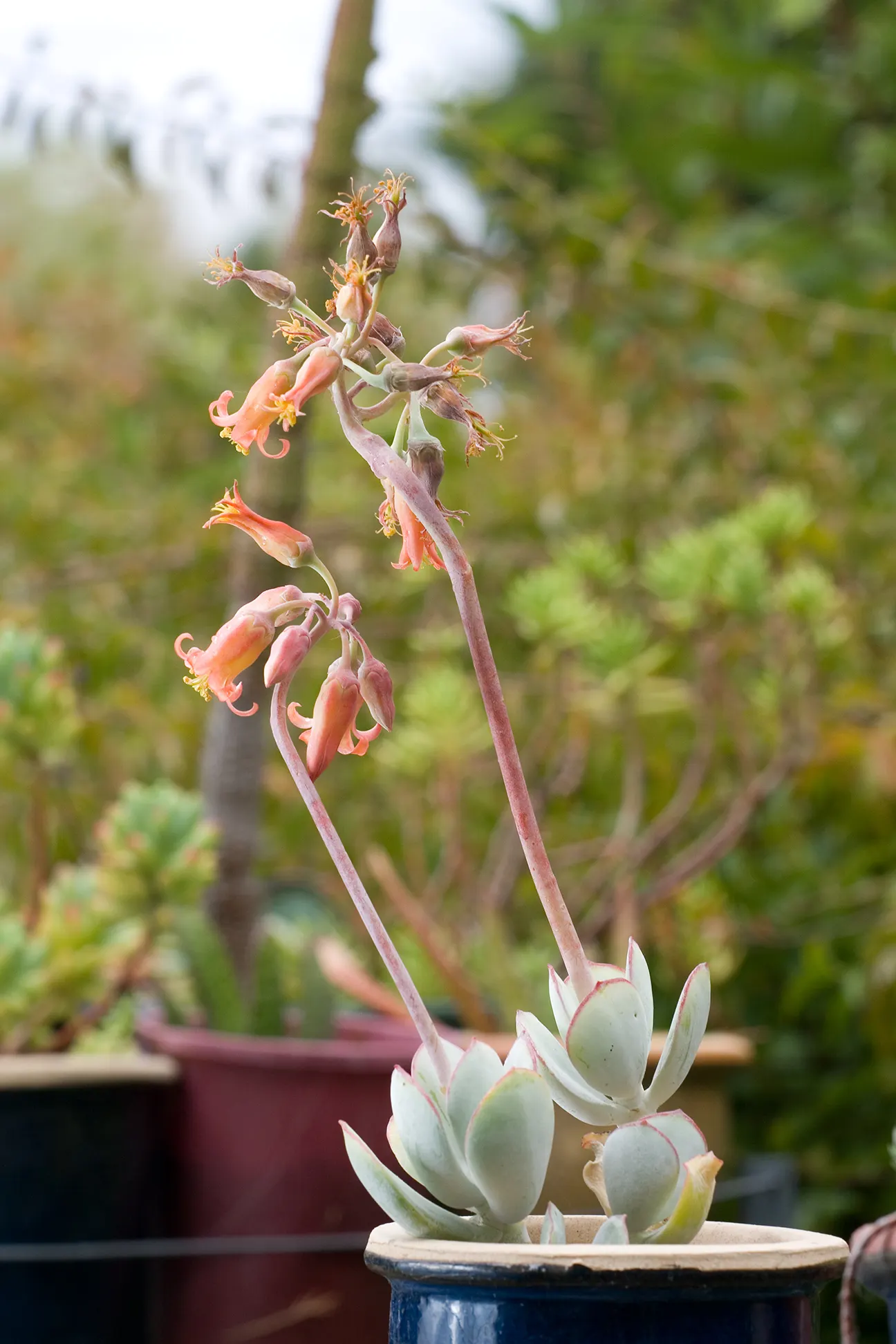 Pig's Ear (Cotyledon Orbiculata) — From late spring to mid-summer; pig's Ear can reach heights of approximately 24 inches with a similar spread, image 94