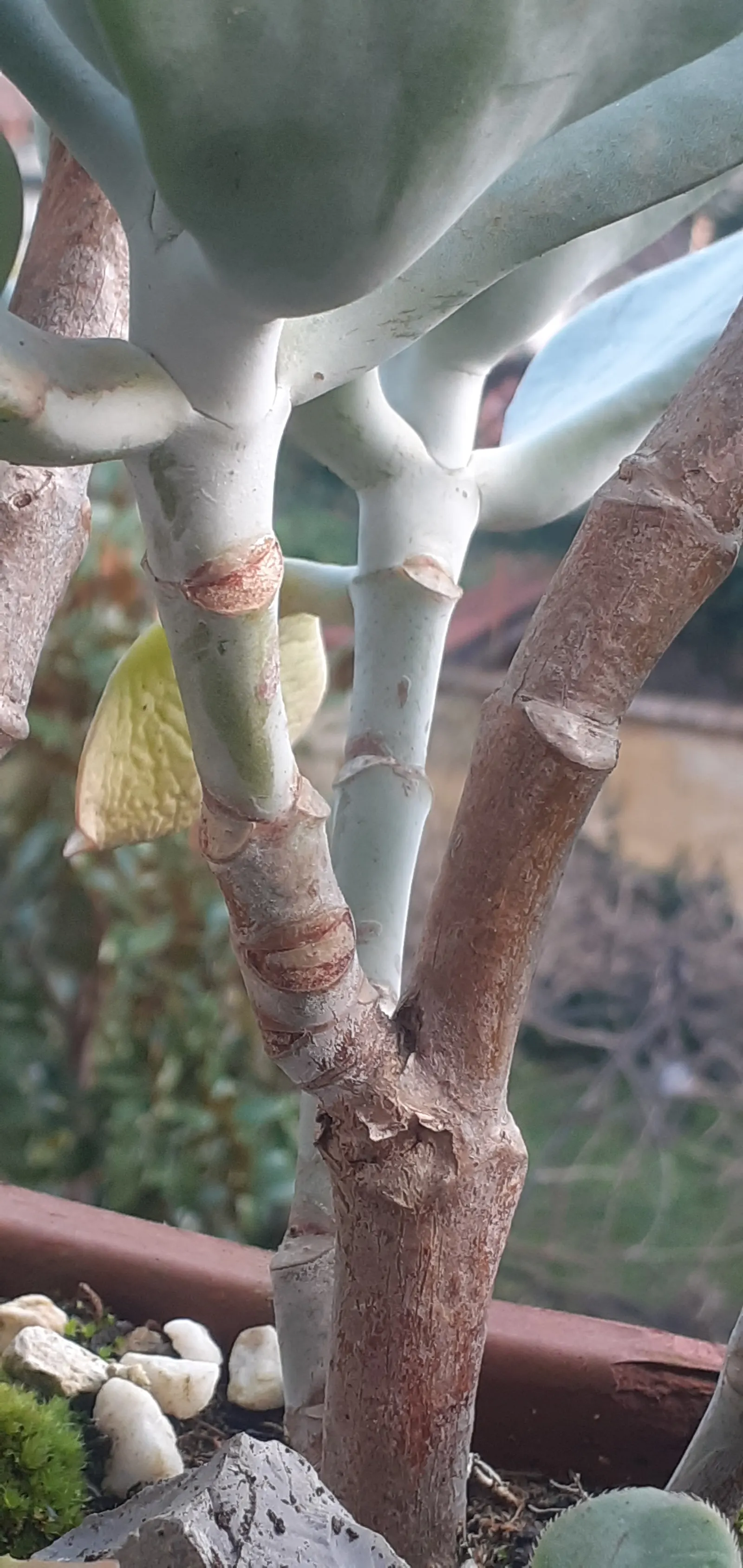 Pig's Ear (Cotyledon Orbiculata) — gray-green leaves with a red margin; hence the common name.<br><br>The leaves emerge from stout stems