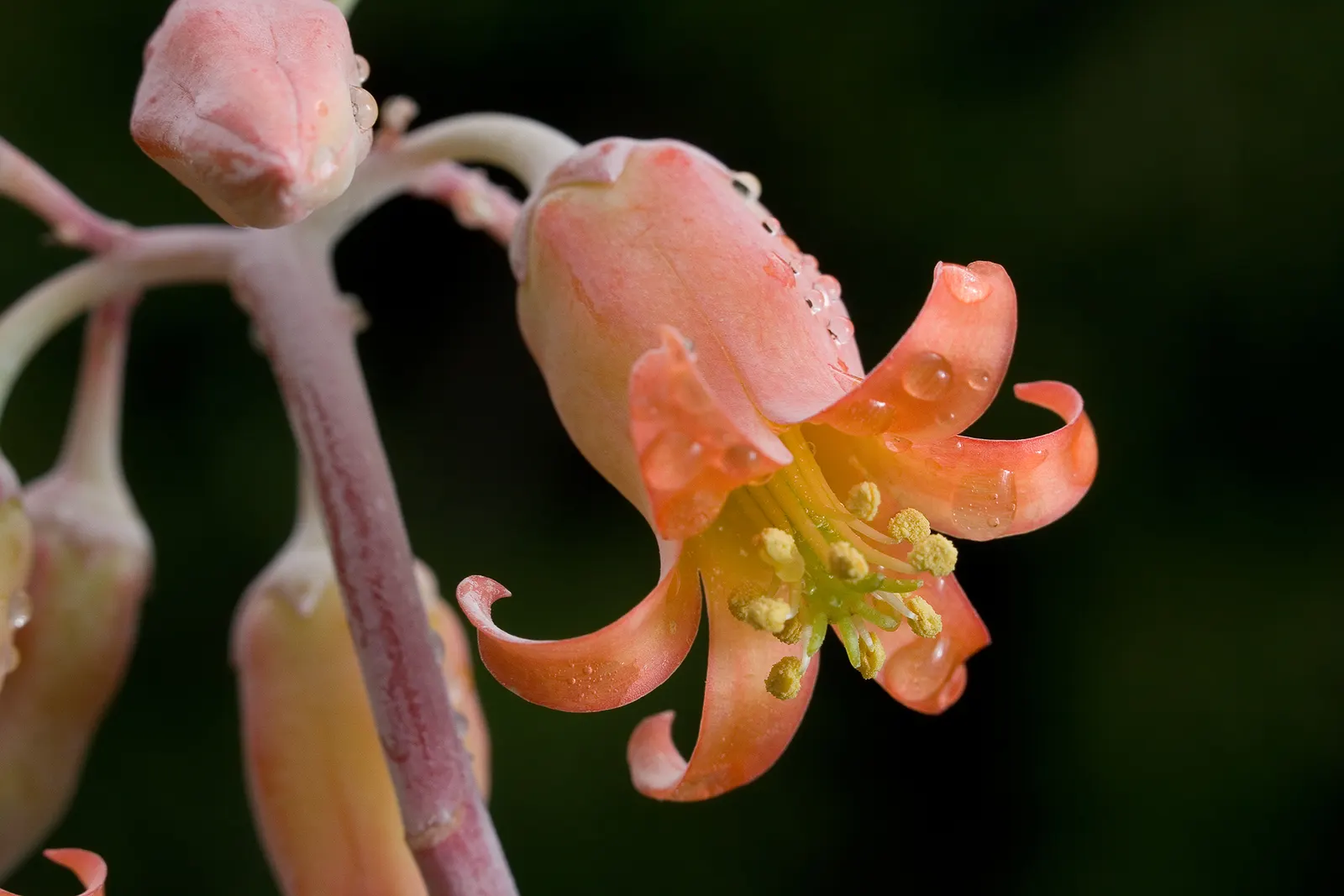 Pig's Ear (Cotyledon Orbiculata) — it grows up to 24 inches tall and sports bell-shaped orange-red flowers on stalks in summer; including bees and, image 84