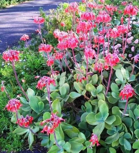 Pig's Ear (Cotyledon Orbiculata) — When incorporating Pig's Ear into a landscape design
