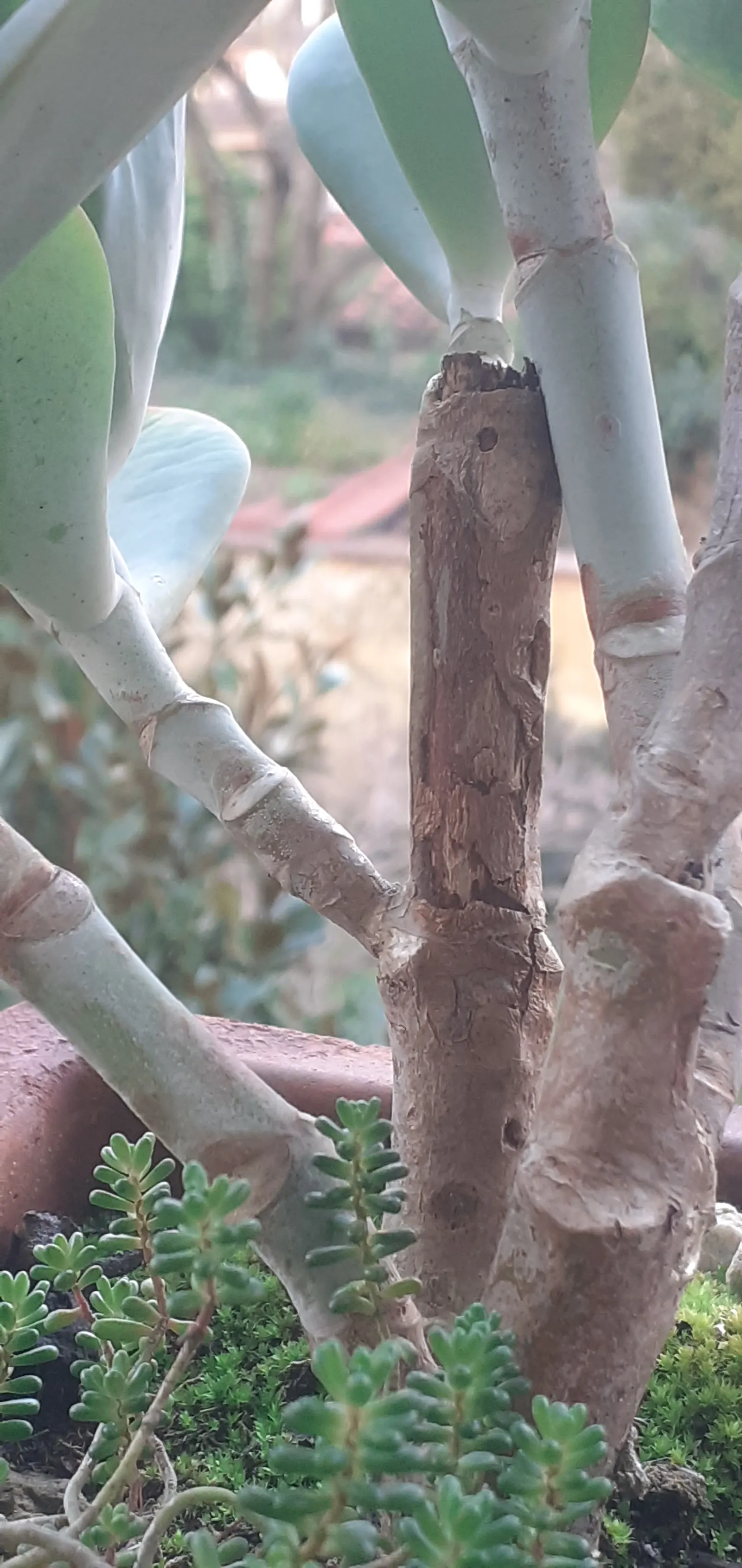 Pig's Ear (Cotyledon Orbiculata) — oval-shaped leaves that grow to about 4 to 6 inches long; succulent with orange blooms