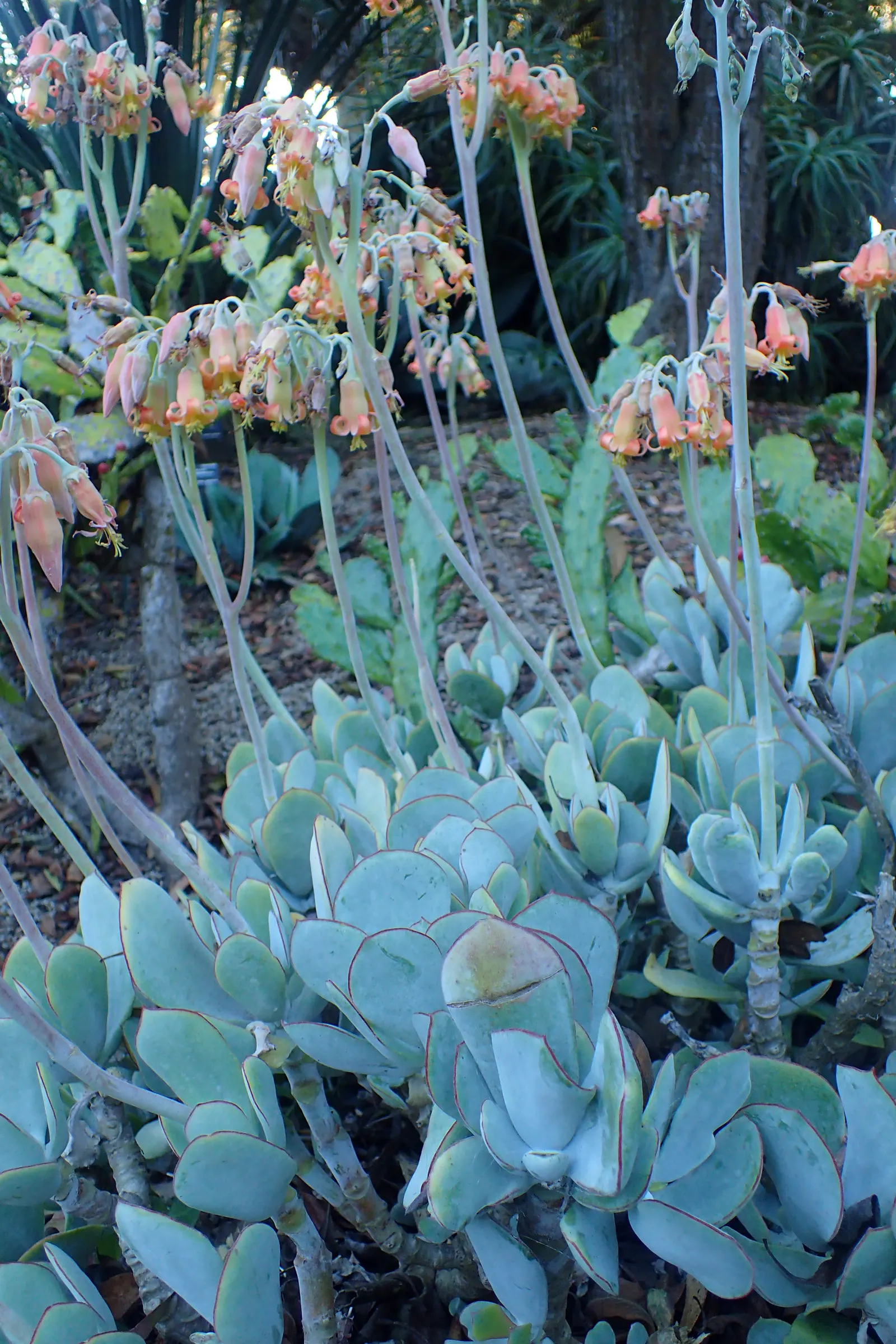 Pig's Ear (Cotyledon Orbiculata) — orange flowers in the garden; invoking the image of a pig's ear, image 79
