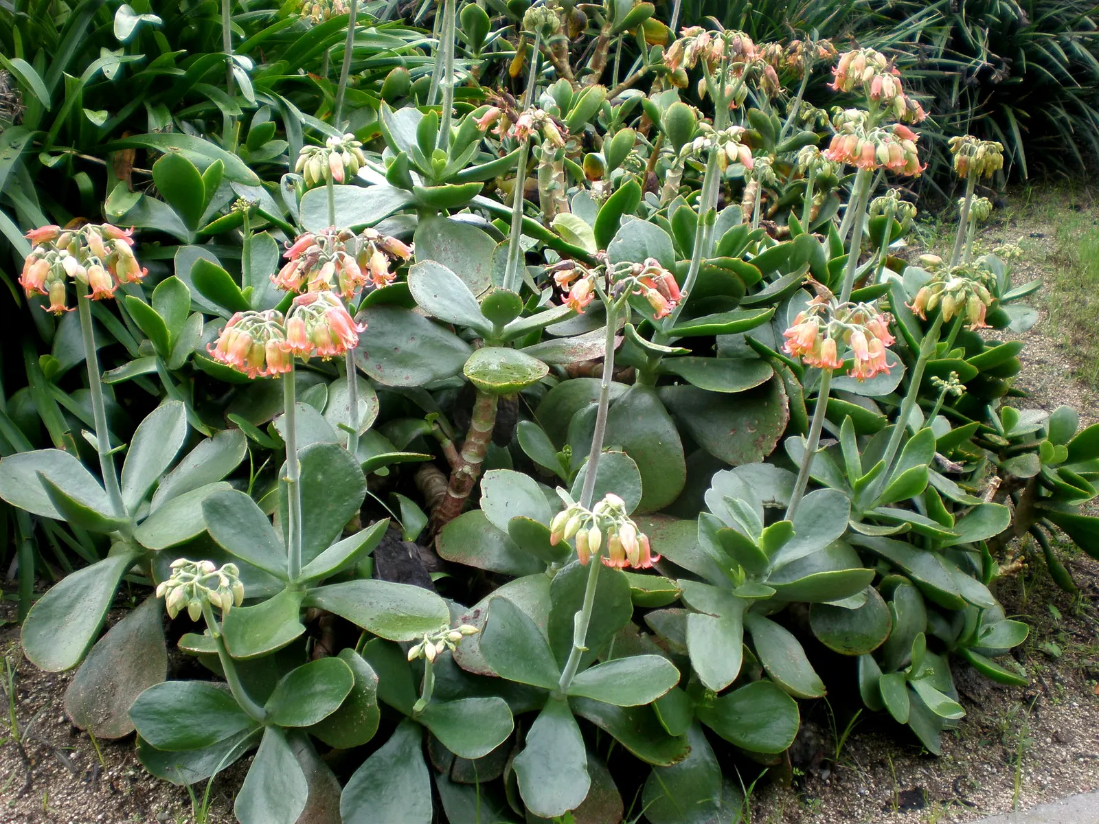 Pig's Ear (Cotyledon Orbiculata) — gray-green leaves with a red margin; hence the common name.<br><br>The leaves emerge from stout stems, image 56