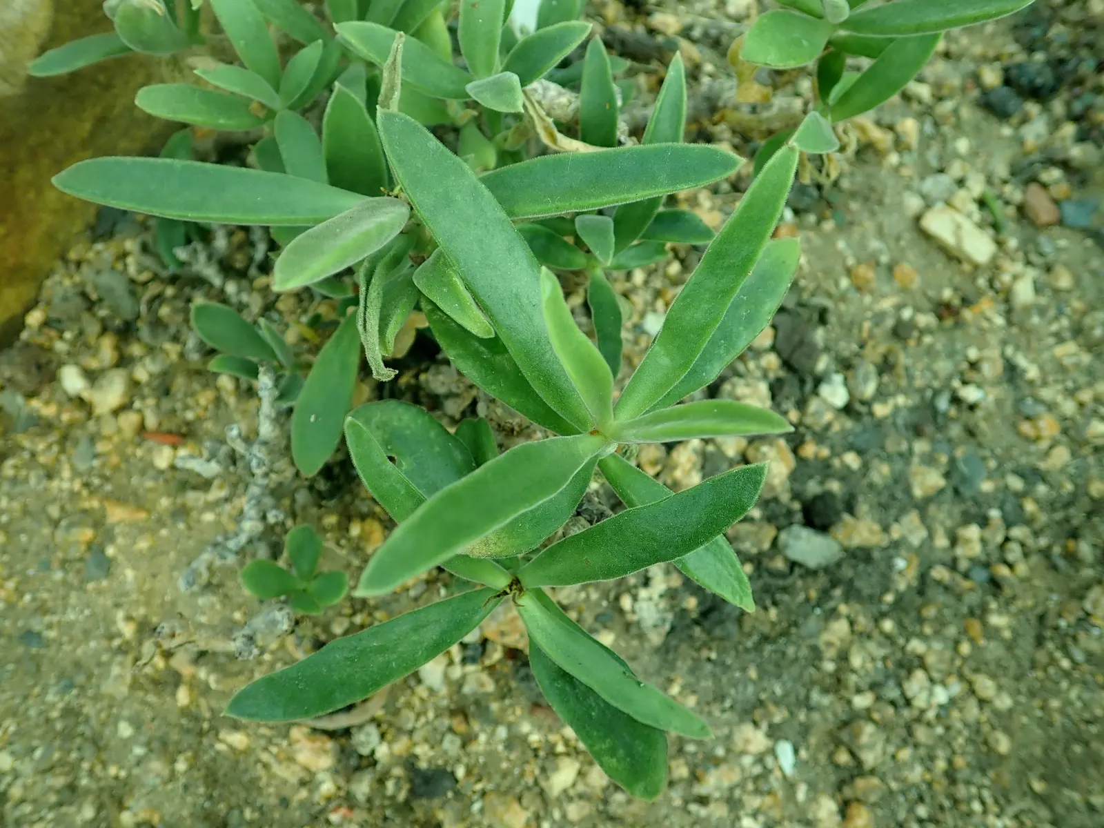 Pig's Ear (Cotyledon Orbiculata) — Cotyledon orbiculata, commonly known as Pig's Ear, is a distinctive succulent plant native to South Africa; lending an