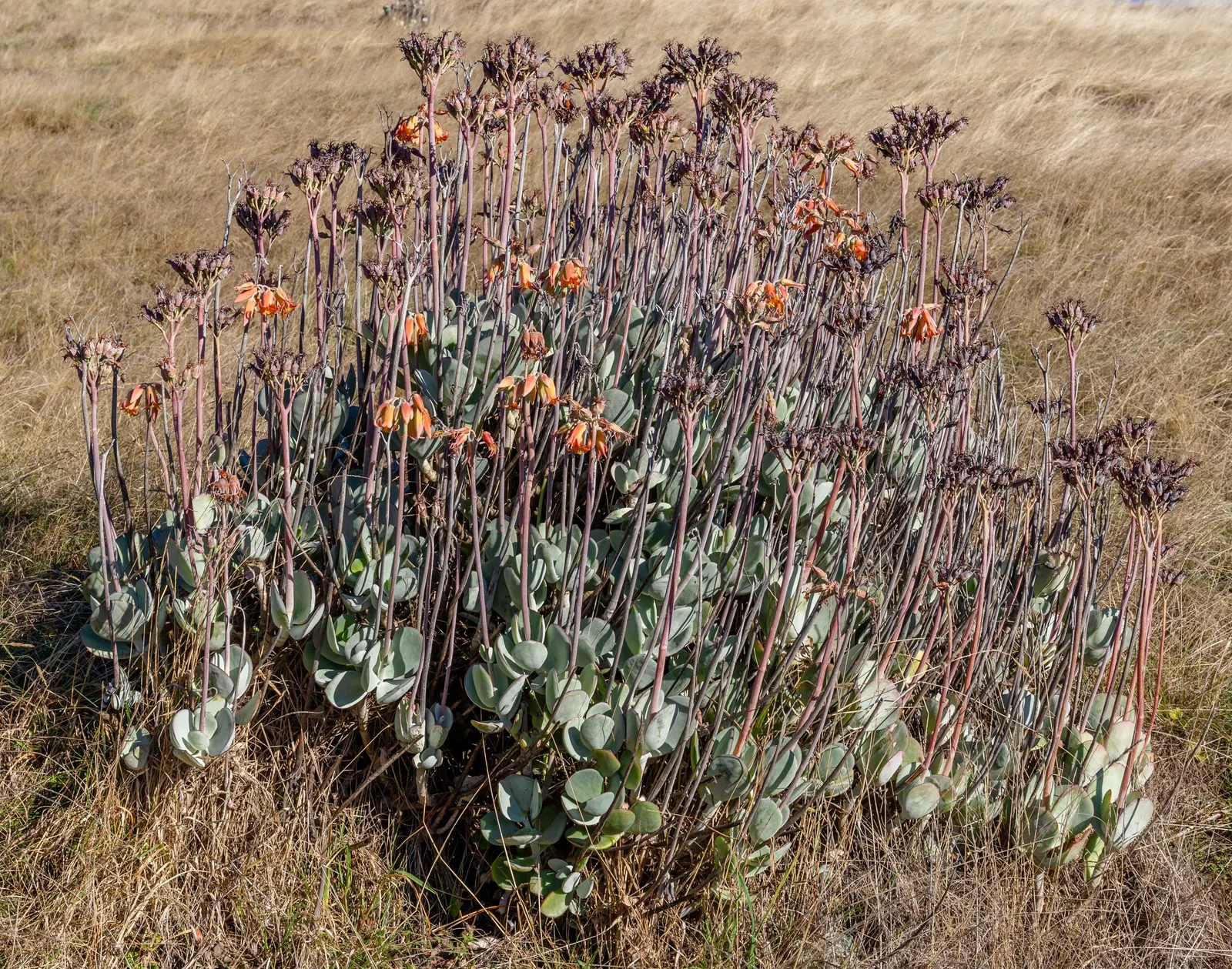 Pig's Ear (Cotyledon Orbiculata) — Perfect for xeriscaping, it adds sculptural interest to rock gardens and containers, image 86