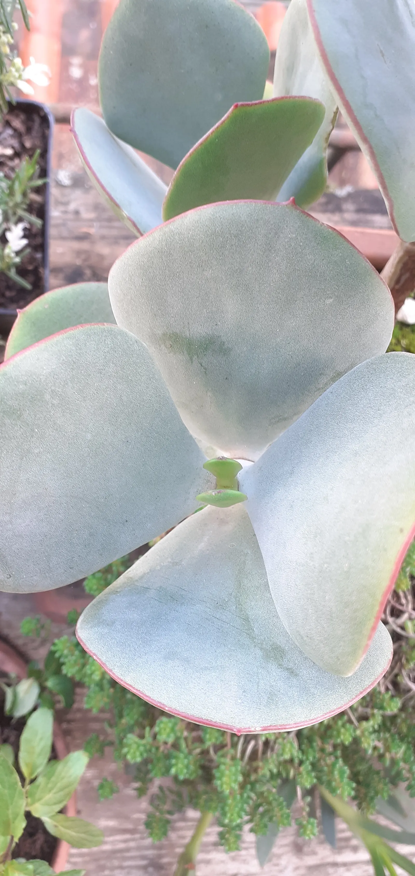 Pig's Ear (Cotyledon Orbiculata) — hence the common name.<br><br>The leaves emerge from stout stems