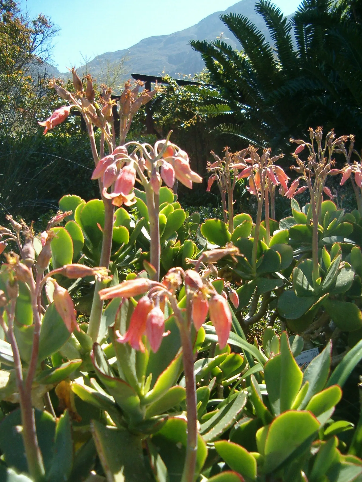 Pig's Ear (Cotyledon Orbiculata) — and they attract a variety of pollinators; oval-shaped leaves that grow to about 4 to 6 inches long, image 71
