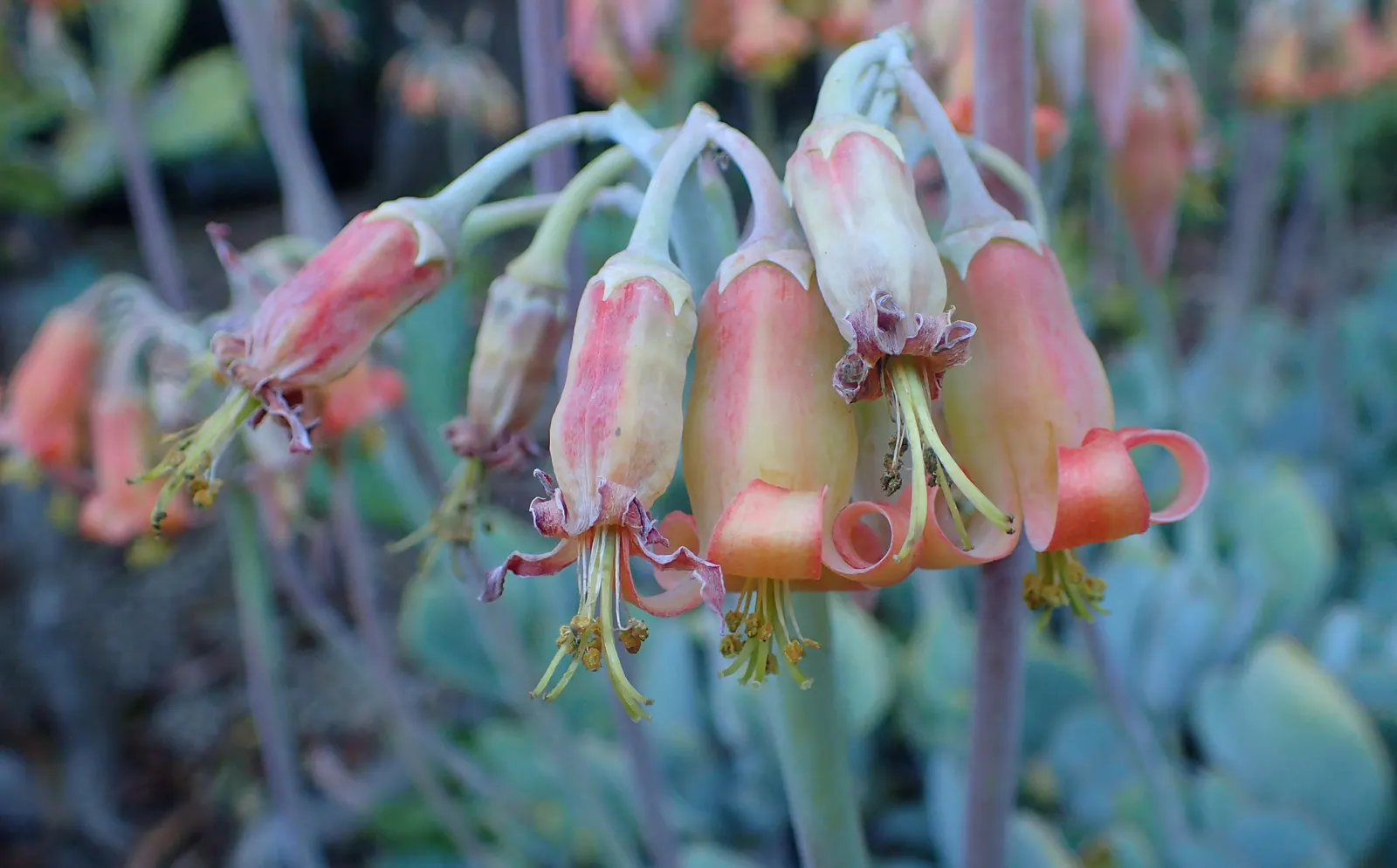 Pig's Ear (Cotyledon Orbiculata) — succulent for full; pair it with other succulents, gravel mulches, and rocks for an authentic desert garden, image 108