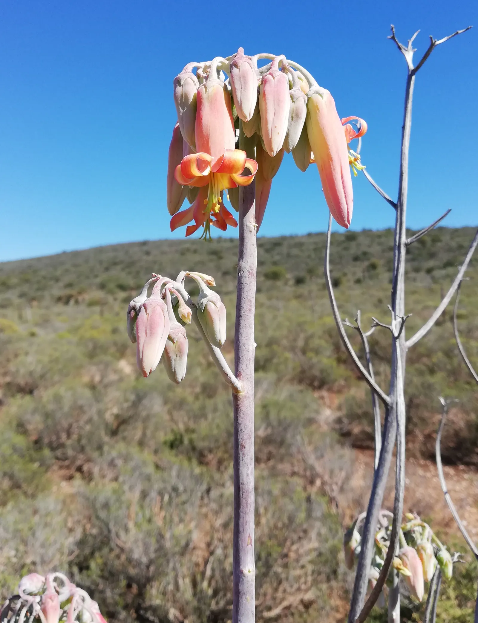 Pig's Ear (Cotyledon Orbiculata) — orange flowers in the garden; invoking the image of a pig's ear, image 106