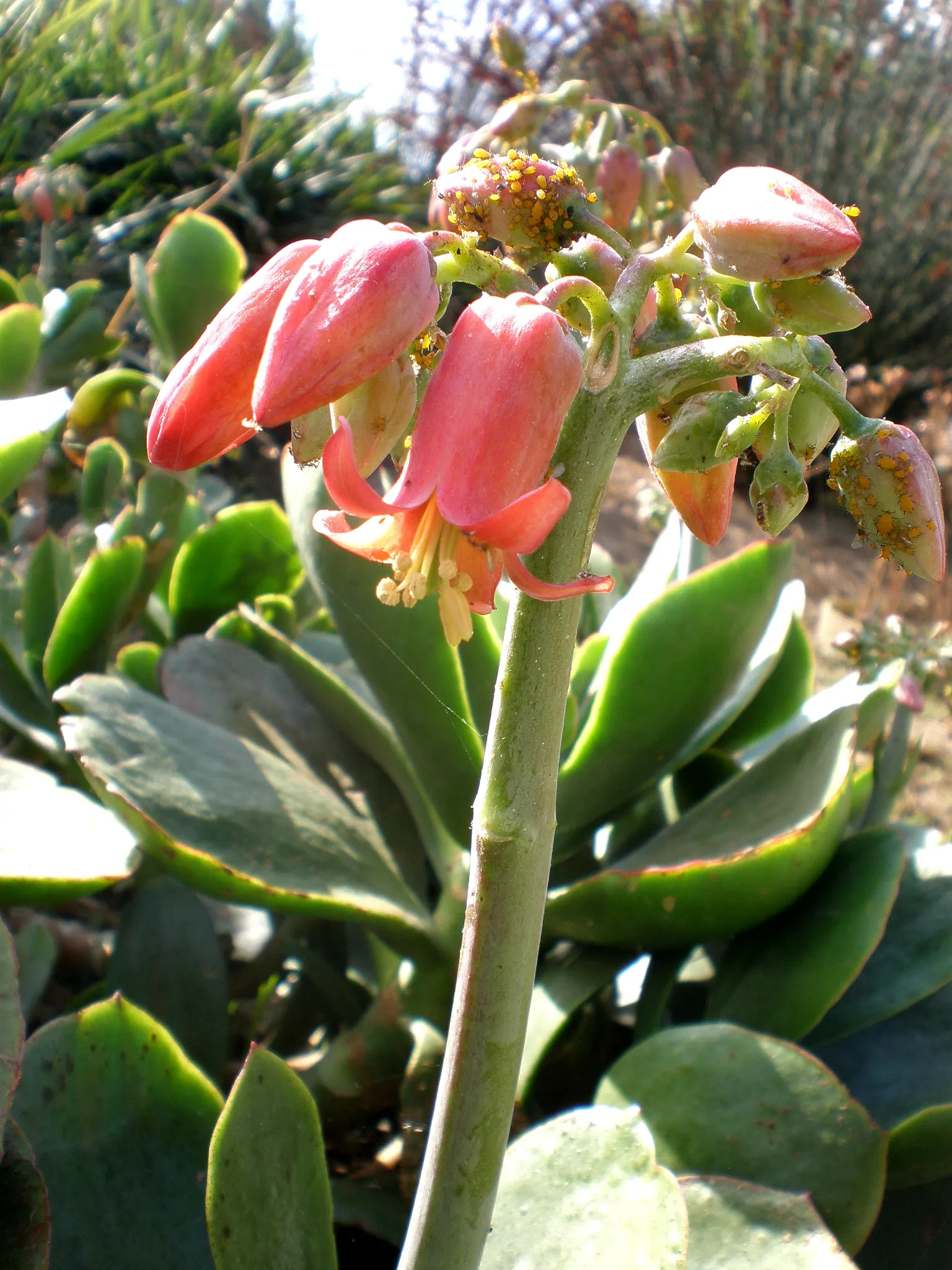 Pig's Ear (Cotyledon Orbiculata) — providing spectacular contrasts against the foliage