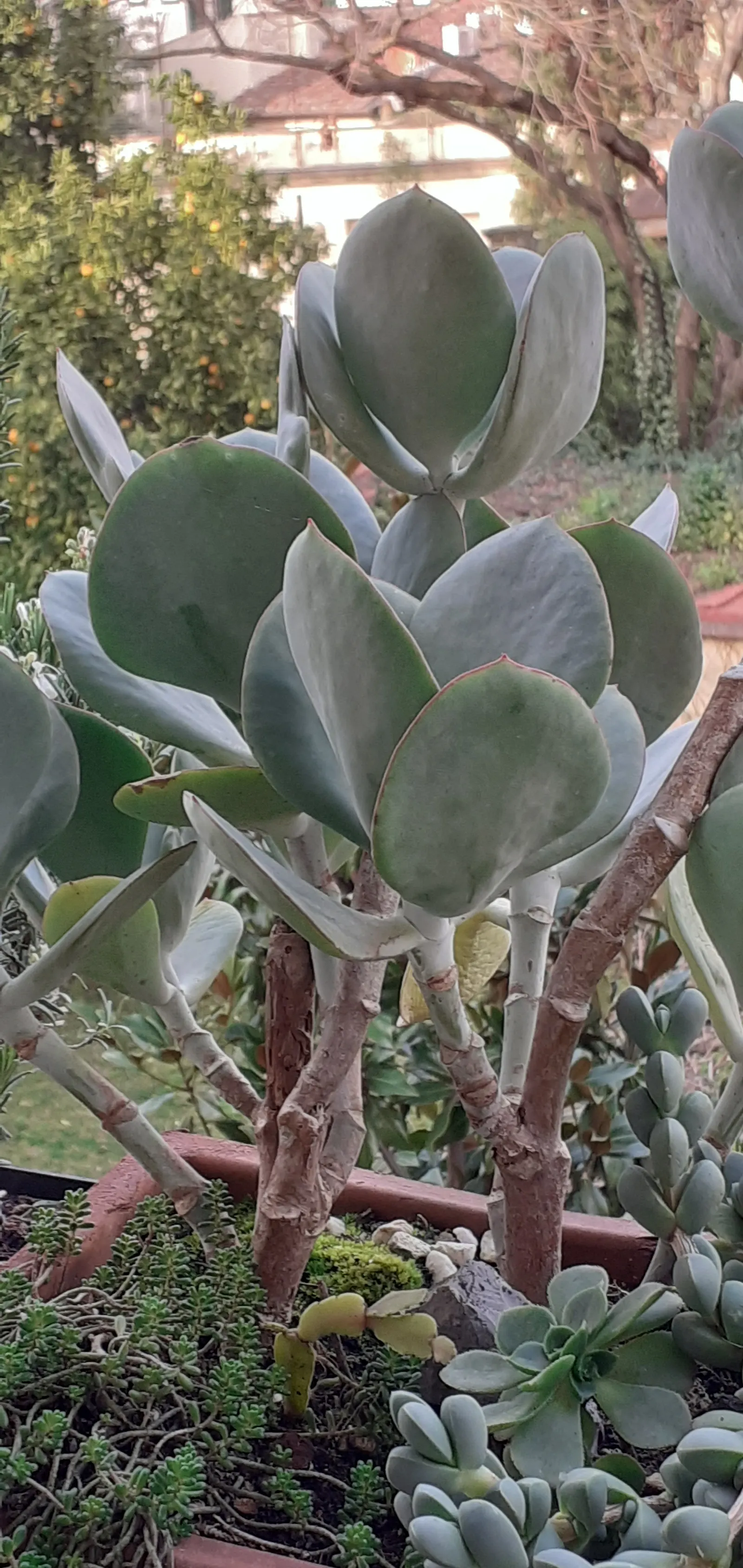 Pig's Ear (Cotyledon Orbiculata) — Pair it with other succulents, gravel mulches, and rocks for an authentic desert garden aesthetic; it grows up, image 105