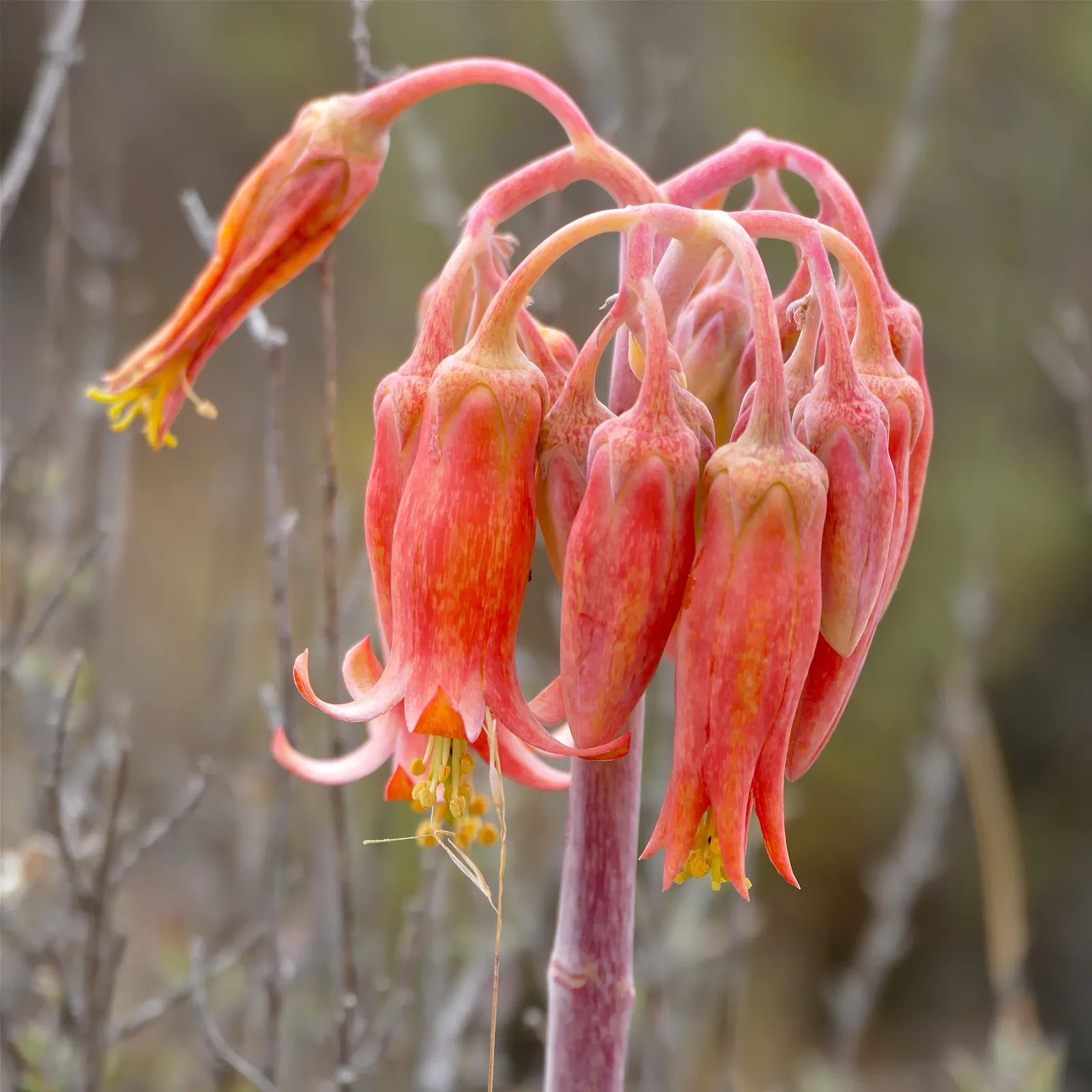 Pig's Ear (Cotyledon Orbiculata) — Pig's Ear produces inflorescences consisting of coral red or orange bell-shaped flowers, image 95