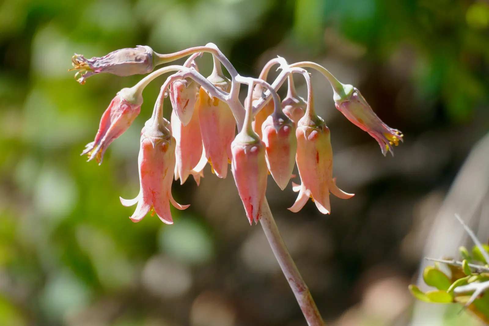 Pig's Ear (Cotyledon Orbiculata) — and they attract a variety of pollinators