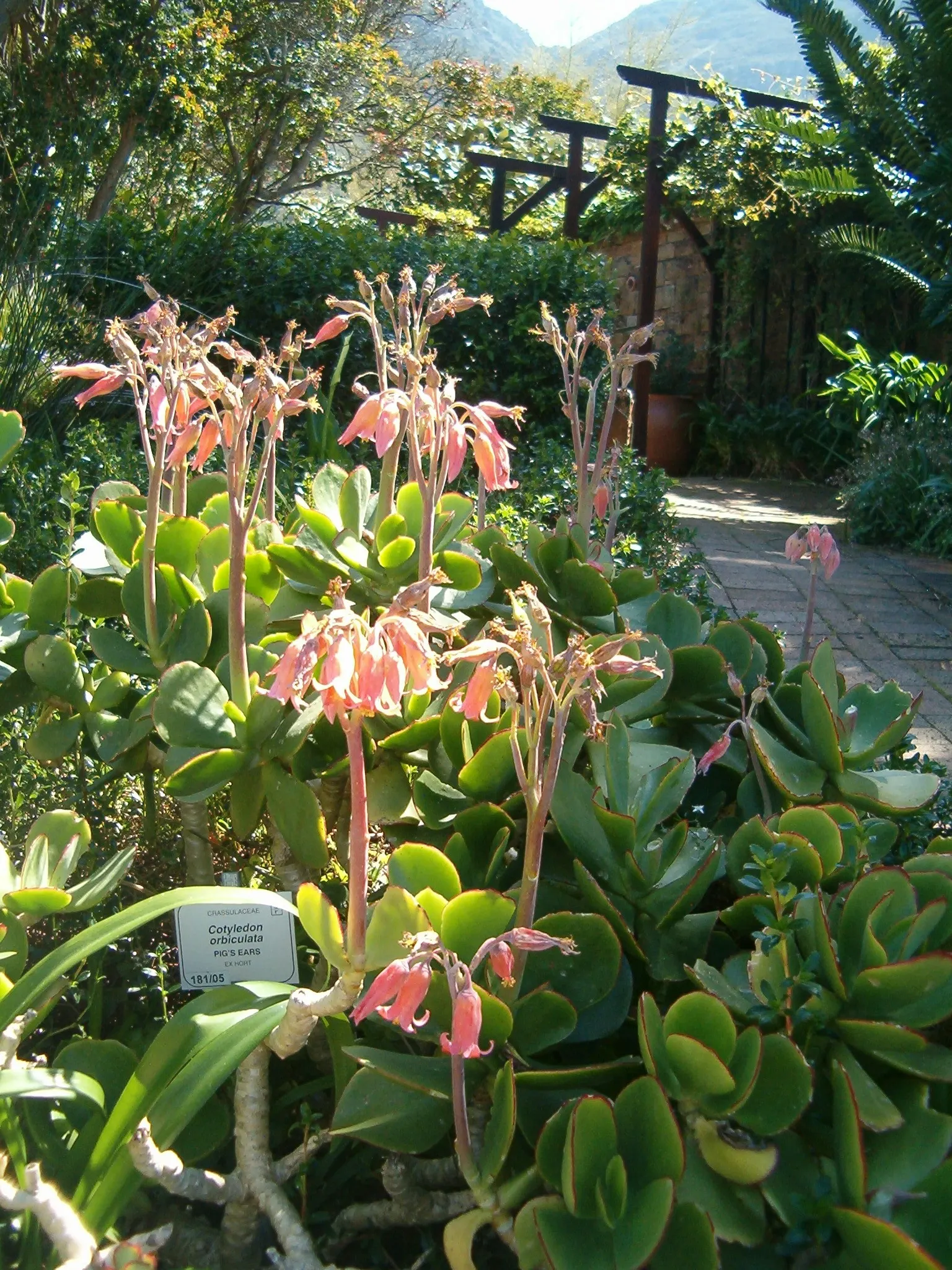 Pig's Ear (Cotyledon Orbiculata) — Perfect for xeriscaping, it adds sculptural interest to rock gardens and containers