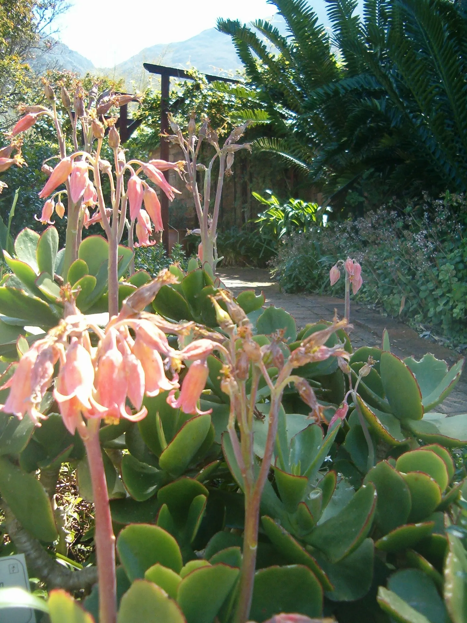 Pig's Ear (Cotyledon Orbiculata) — although it should be protected from frost to prevent damage to the succulent leaves, image 104