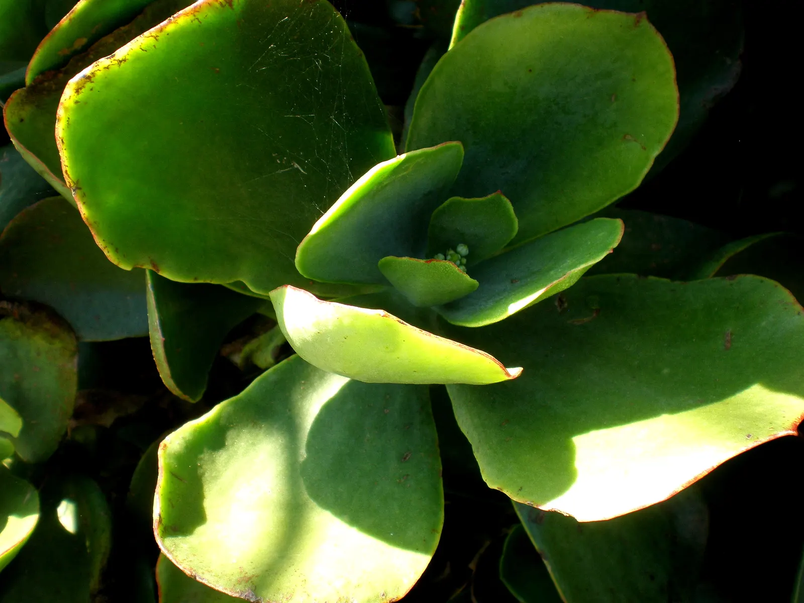 Pig's Ear (Cotyledon Orbiculata) — invoking the image of a pig's ear; from late spring to mid-summer, image 64